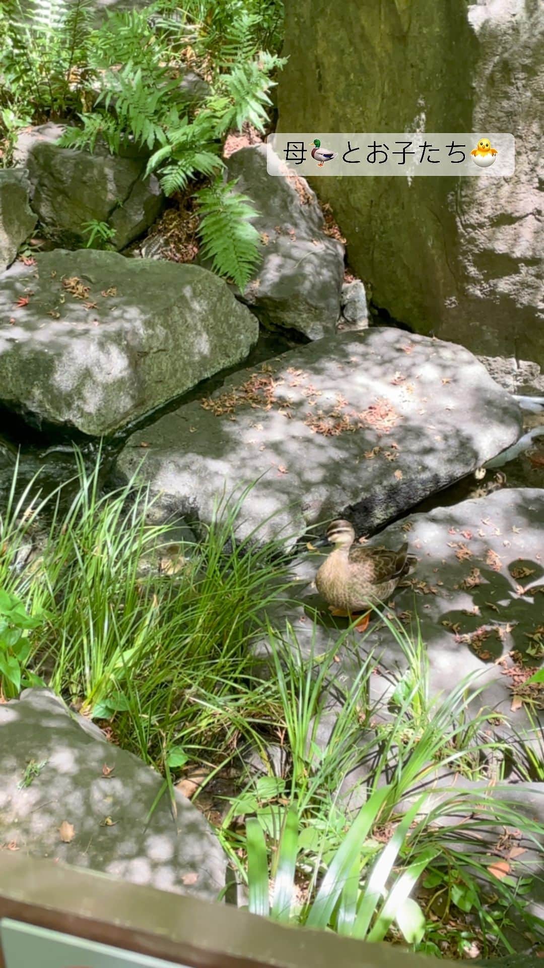 のインスタグラム：「一日一回毛利庭園に探しにいくのが、楽しみなのです☺️」