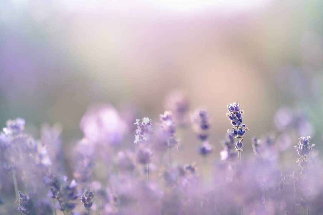 花の写真館のインスタグラム：「Photo by @yomogi_kinaco. https://instagram.com/yomogi_kinaco/ . Original Post[投稿いただいたURL] https://www.instagram.com/p/CtpiUl5yZ7q/ . 本アカウントは、 #私の花の写真 をつけてInstagramに投稿された皆さまの花の写真や、「花の写真館」Facebookページで投稿された花の写真を紹介します。 「花の写真館」Facebookページは、「 @floral.photograph 」のプロフィールにあるURLからご覧ください。 . ※各種法令、マナー、関係者の指示に従った撮影をお願いします。 *Please ensure that your photography adheres to all relevant laws, etiquette, and instructions issued by authorized persons. ※本アカウントは東京カメラ部がFacebook、Instagramのサービスを利用して運営しているもので、Meta社・Instagramとは一切関係ありません。 . #花の写真館 #floralphotograph #floralphoto #flower #flowers Follow: @floral.photograph」