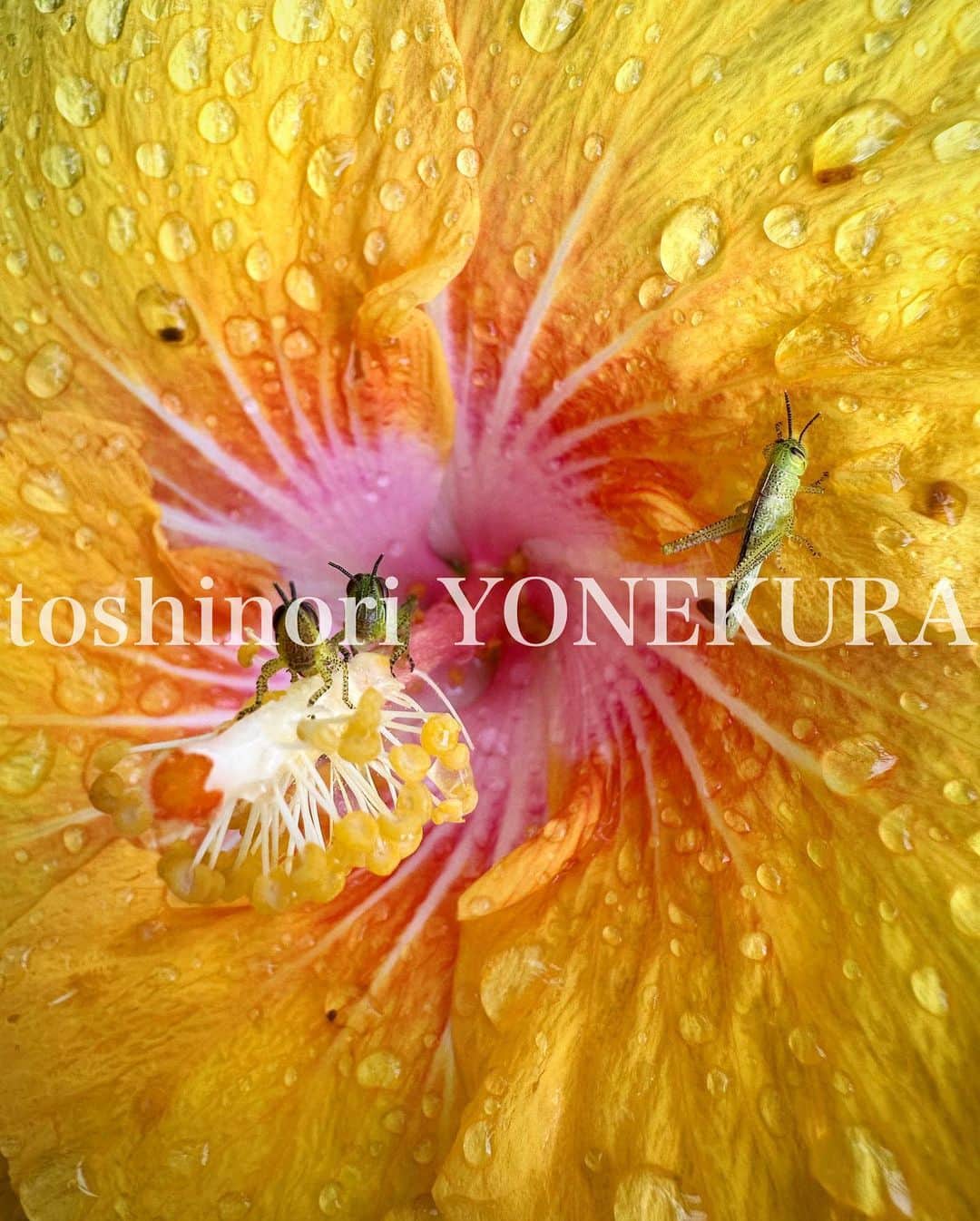 米倉利紀さんのインスタグラム写真 - (米倉利紀Instagram)「FAMILY  #島暮らし」7月24日 11時18分 - toshi_yonekura