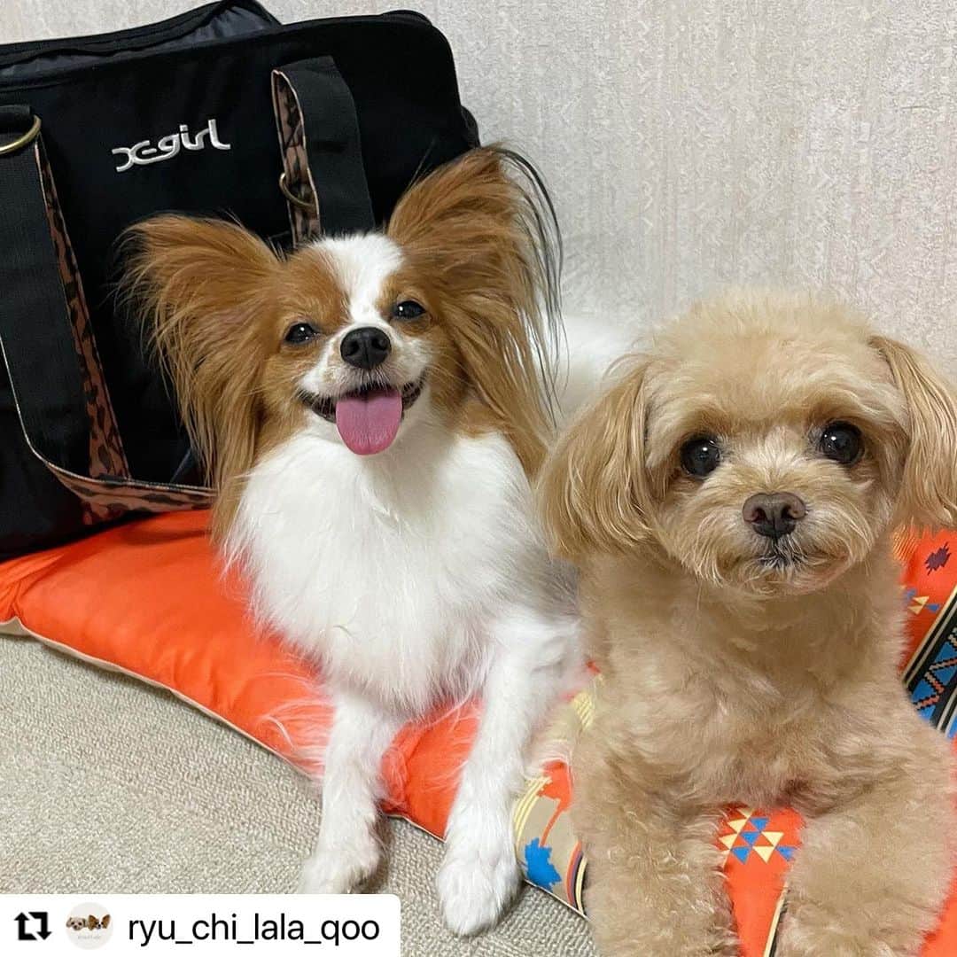 Caluluさんのインスタグラム写真 - (CaluluInstagram)「X-girlのレオパード柄キャリートートとLOGOSのナバホ柄 ...