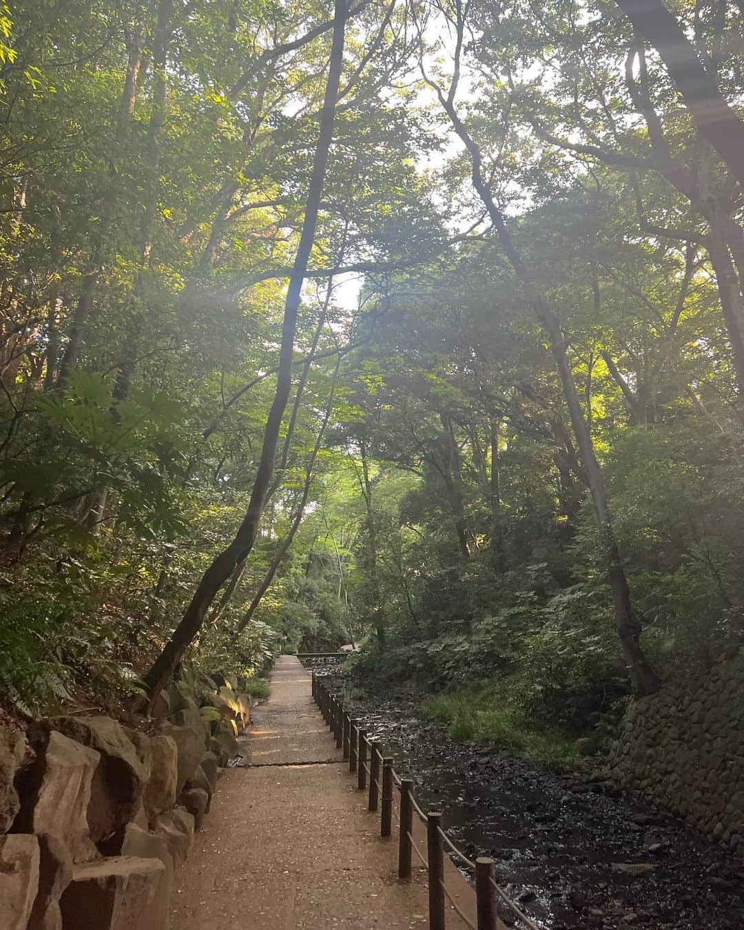 横川凱のインスタグラム：「🌳」