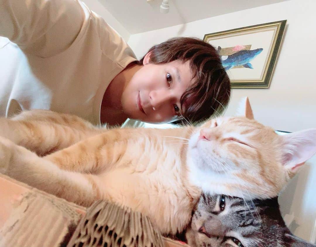 辻本祐樹のインスタグラム：「さぁ！今日も良い一日になりますように。 サン様の愛情が凄すぎて、ナイトくんが枕がわりです。  #保護猫 #保護猫と暮らす #cat #猫 #アメリカンカール #マンチカン #辻本祐樹 の #愛猫 #love #猫のいる暮らし #catlover #catstagram #kitty #petstagram #followme   dreaminblue.base.shop」