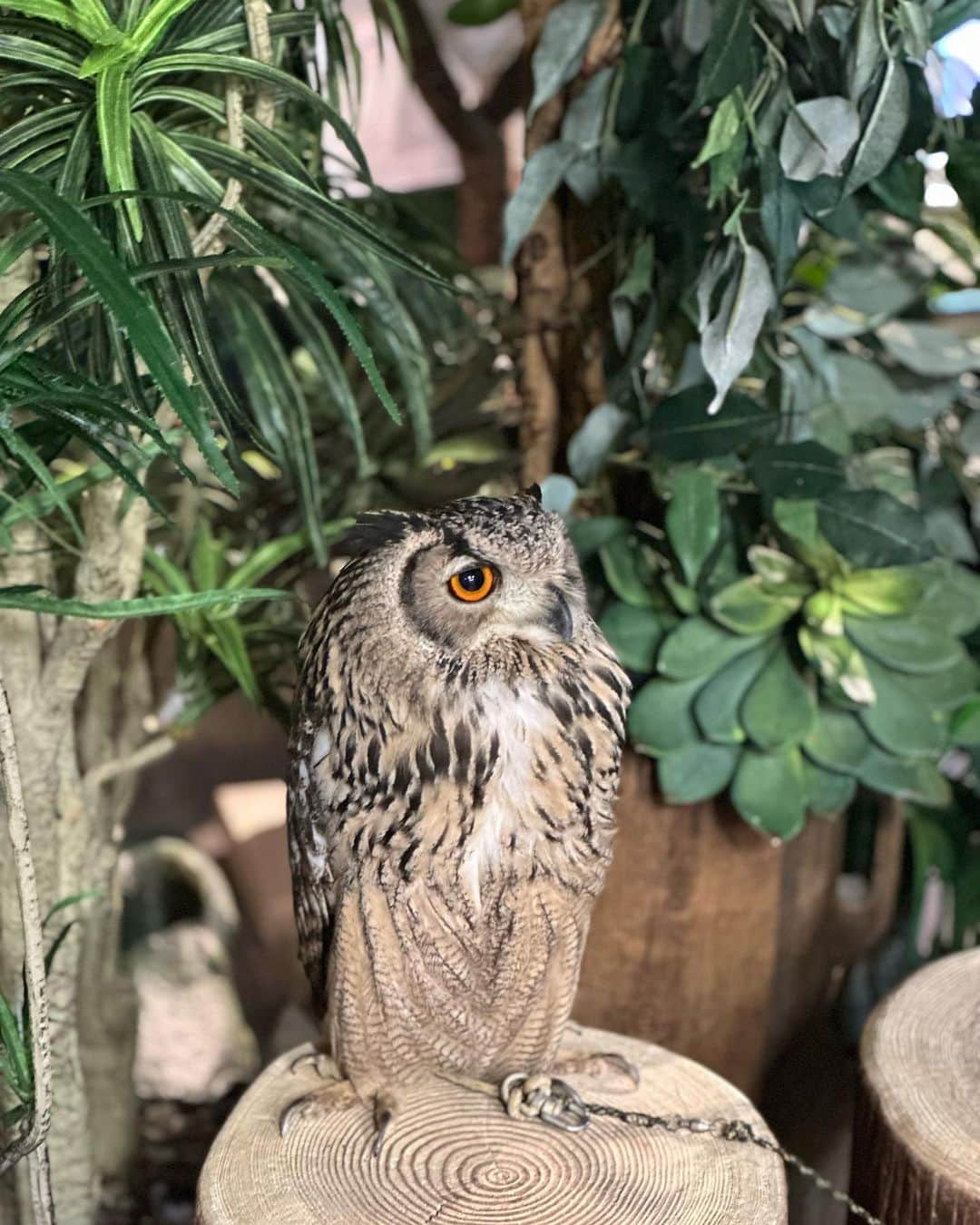 水上桃華さんのインスタグラム写真 - (水上桃華Instagram)「富士山🗻 梟🦉とはじめてふれあった！大きな梟は最初怖かったけどすごいおとなしくてふわふわでかわいい♡ おばあちゃんにポストカード📮  #伊豆パノラマパーク #碧テラス #静岡県 #絶景 #日本の絶景 #富士山 #梟 #mtfuji #amazingview #静岡観光」7月24日 18時50分 - carbsdaisuki_