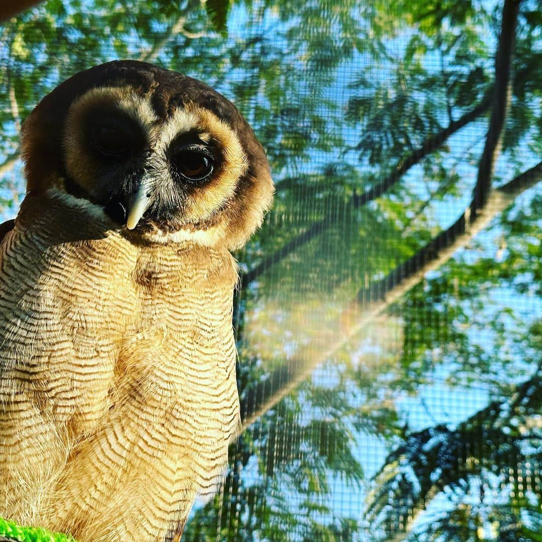 綾瀬マリアのインスタグラム：「#オオフクロウ さん、カメラ目線😊 #アクアマリンふくしま えっぐの森🌳🌳🌳」