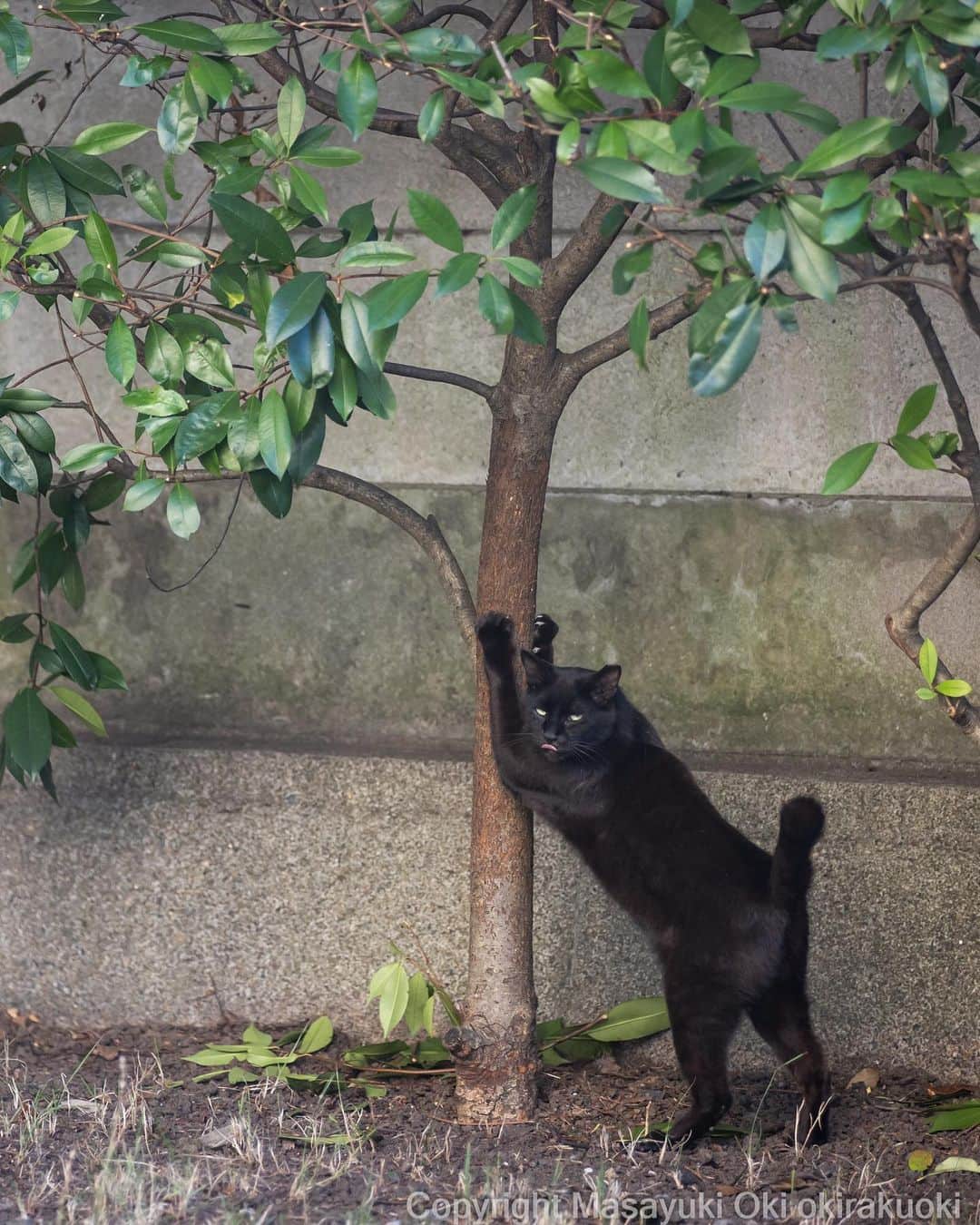 Masayukiさんのインスタグラム写真 - (MasayukiInstagram)「見たな。  #cat #ねこ #猫 #東京カメラ部 #nekoclub  #mmgtw #my_eos_photo  #yourshotphotographer」7月24日 12時36分 - okirakuoki