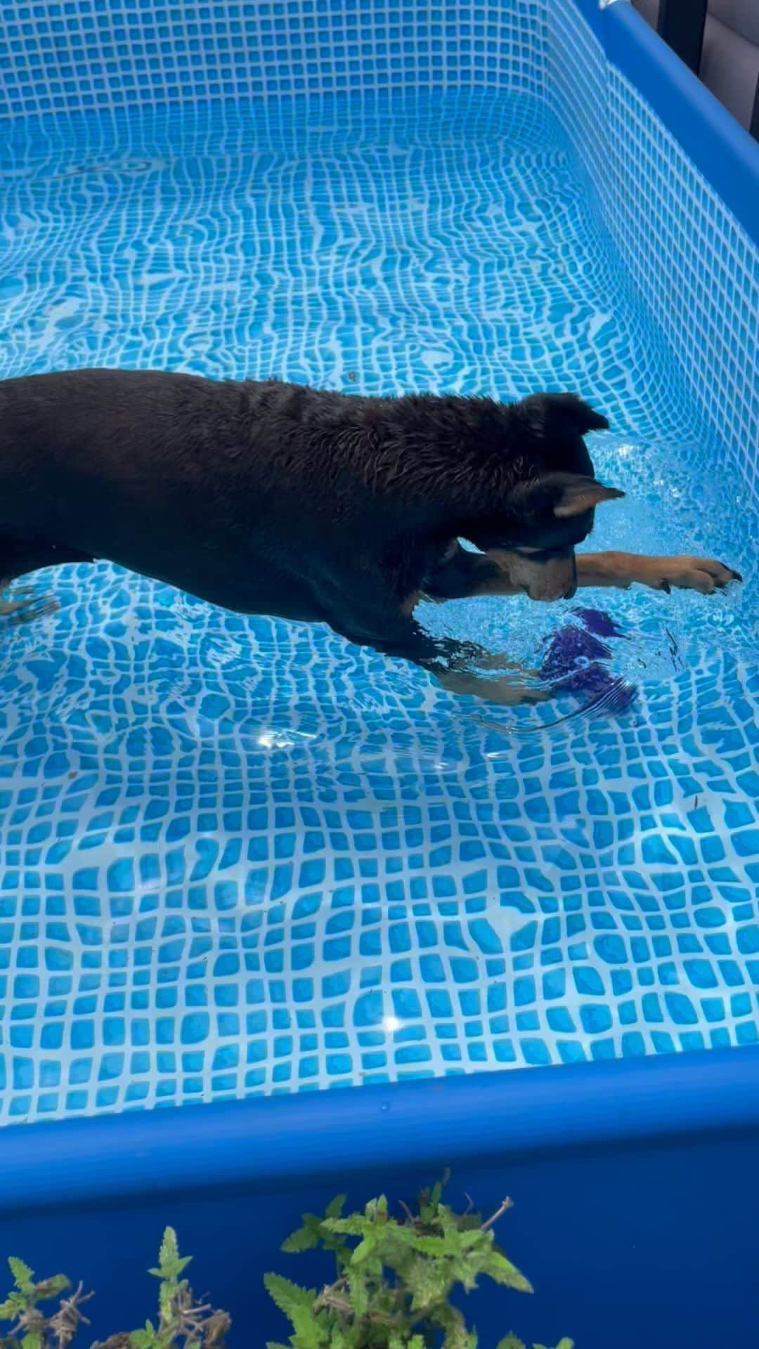 ペ・ジョンナムのインスタグラム：「니 삑삑이 건져온나~🐶💦💙💙💙 #삑삑이사랑」