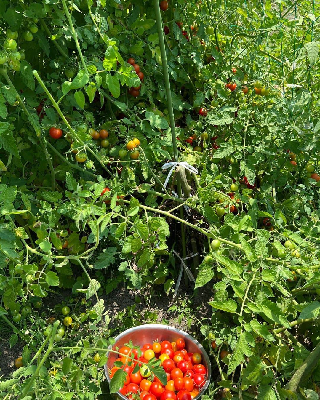 AYUMIさんのインスタグラム写真 - (AYUMIInstagram)「トマトを収穫しながら パクパクともぎたてを味わう  豊かだわぁ〜って言いながら 食べる、食べる、とまらない😋  土や葉っぱのにおいがして 虫の音が聞こえてきて 汗だくになりながら 夏の畑の空気も味わう  しみじみと、豊かだなぁ💫  全身で味わう畑の時間🌿  3年目にしてミニトマト、豊作！  #無農薬野菜　　#AYUMI楽農 #豊かさを感じる時間 #AYUMIアウトドア #自然の循環 #自然の恵み」7月24日 13時02分 - ayumiayunco