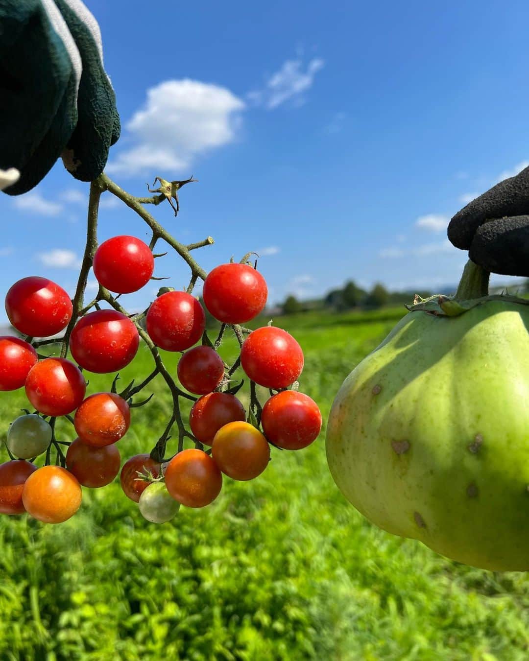 AYUMIさんのインスタグラム写真 - (AYUMIInstagram)「トマトを収穫しながら パクパクともぎたてを味わう  豊かだわぁ〜って言いながら 食べる、食べる、とまらない😋  土や葉っぱのにおいがして 虫の音が聞こえてきて 汗だくになりながら 夏の畑の空気も味わう  しみじみと、豊かだなぁ💫  全身で味わう畑の時間🌿  3年目にしてミニトマト、豊作！  #無農薬野菜　　#AYUMI楽農 #豊かさを感じる時間 #AYUMIアウトドア #自然の循環 #自然の恵み」7月24日 13時02分 - ayumiayunco