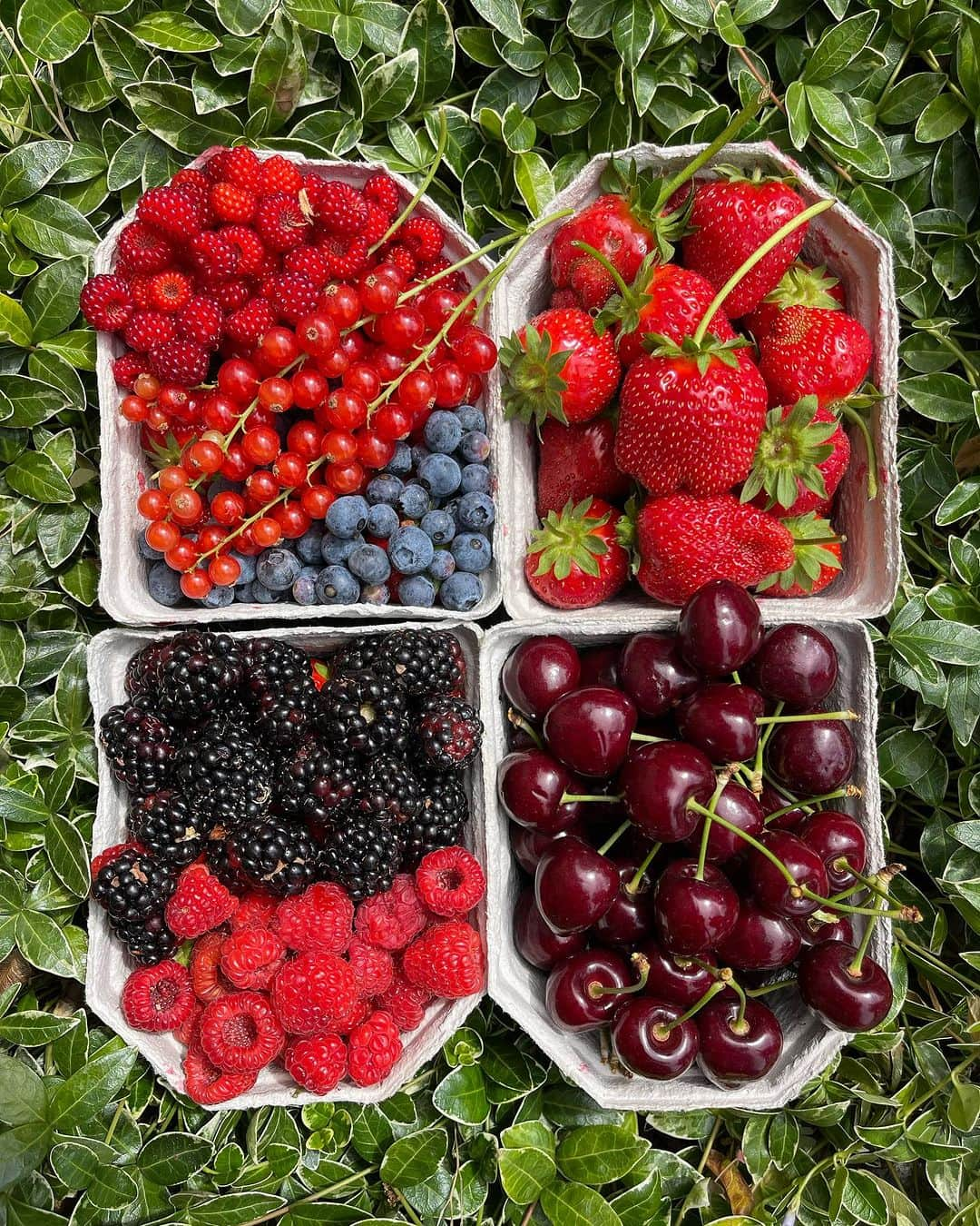 Amata Chittaseneeのインスタグラム：「🍒🍓🍑 🍇picking fresh berries• @plukkerij_framblij_westland   พาเพื่อนๆมาเก็บผลไม้สดๆจากต้นในประเทศเนเธอร์แลนด์ค่ะ 🍓 ฤดูร้อนที่โซนยุโรปคือพีคสุด ผลไม้ตระกูล berry ออกกันเยอะมากเลยค่ะ 😍😍😍 รอบนี้แพรได้เก็บ strawberry, cherry , raspberry, red currents, Japanese vibe berry, blackberry และ blueberry 🫐ในสวนมีหลายโซนเลย มีโซนผลไม้เมล็ดแข็งเช่น Peach 🍑 Pear 🍐 Melon 🍈 โซนผักมี มะเขือเทศ 🍅 zucchini พริกหวาน 🫑แตงกวา eggplant 🍆  แต่ละวัน แต่ละอาทิตย์มีพืชผักผลไม้ที่แต่งต่างกัน ที่นี้เน้นการปลูกแบบ Bio สามารถกินสดๆโดยที่ไม่ต้องล้างน้ำได้เลย ไม่มีสารเคมี ครอบครัวพาลูกๆมาเก็บผลไม้กิน วิ่งเล่นกันสนุกสนาน  🍒🍑🍋🍅🍏🍐🍇🍊🍎🥦  สวนผลไม้ชื่อ Plukkerij Framblij ค่าเข้าคนละ 3 ยูโร เมื่อเก็บผลไม้แล้วก็นำมาจ่ายเงินคิดตามน้ำหนักของผลไม้ที่เก็บมา // เดินทางโดยรถไฟและรถเมล์ ดูรายละเอียดเพิ่มเติมที่นี้ https://plukkerijframblij.nl #pearypiegoesgreen #pearypiearoundtheworld #netherlands」