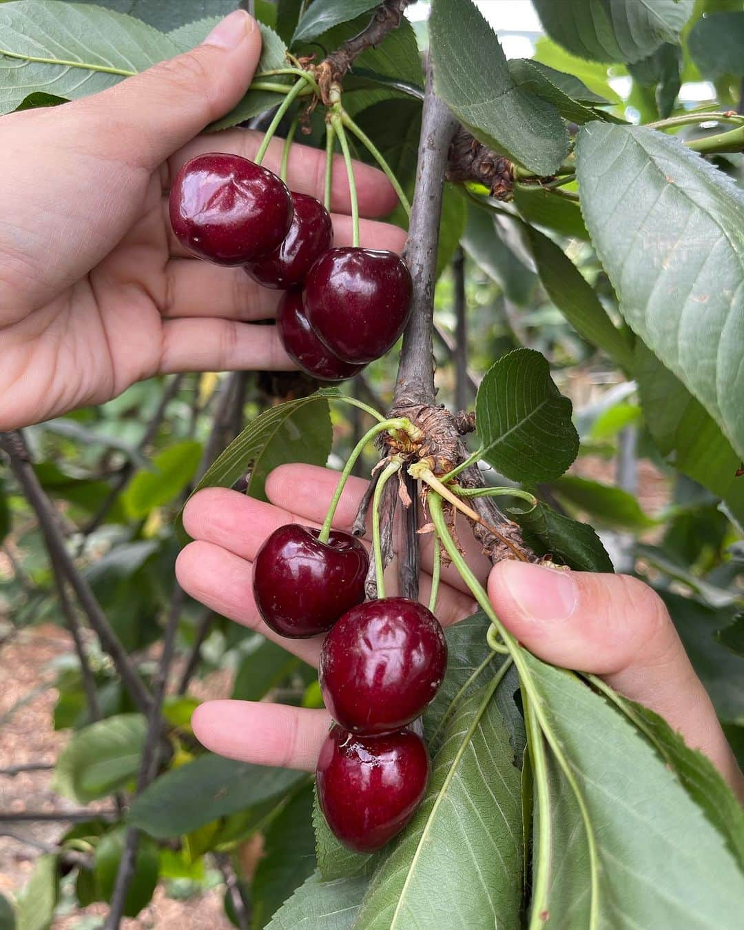 Amata Chittaseneeさんのインスタグラム写真 - (Amata ChittaseneeInstagram)「🍒🍓🍑 🍇picking fresh berries• @plukkerij_framblij_westland   พาเพื่อนๆมาเก็บผลไม้สดๆจากต้นในประเทศเนเธอร์แลนด์ค่ะ 🍓 ฤดูร้อนที่โซนยุโรปคือพีคสุด ผลไม้ตระกูล berry ออกกันเยอะมากเลยค่ะ 😍😍😍 รอบนี้แพรได้เก็บ strawberry, cherry , raspberry, red currents, Japanese vibe berry, blackberry และ blueberry 🫐ในสวนมีหลายโซนเลย มีโซนผลไม้เมล็ดแข็งเช่น Peach 🍑 Pear 🍐 Melon 🍈 โซนผักมี มะเขือเทศ 🍅 zucchini พริกหวาน 🫑แตงกวา eggplant 🍆  แต่ละวัน แต่ละอาทิตย์มีพืชผักผลไม้ที่แต่งต่างกัน ที่นี้เน้นการปลูกแบบ Bio สามารถกินสดๆโดยที่ไม่ต้องล้างน้ำได้เลย ไม่มีสารเคมี ครอบครัวพาลูกๆมาเก็บผลไม้กิน วิ่งเล่นกันสนุกสนาน  🍒🍑🍋🍅🍏🍐🍇🍊🍎🥦  สวนผลไม้ชื่อ Plukkerij Framblij ค่าเข้าคนละ 3 ยูโร เมื่อเก็บผลไม้แล้วก็นำมาจ่ายเงินคิดตามน้ำหนักของผลไม้ที่เก็บมา // เดินทางโดยรถไฟและรถเมล์ ดูรายละเอียดเพิ่มเติมที่นี้ https://plukkerijframblij.nl #pearypiegoesgreen #pearypiearoundtheworld #netherlands」7月24日 13時06分 - pearypie