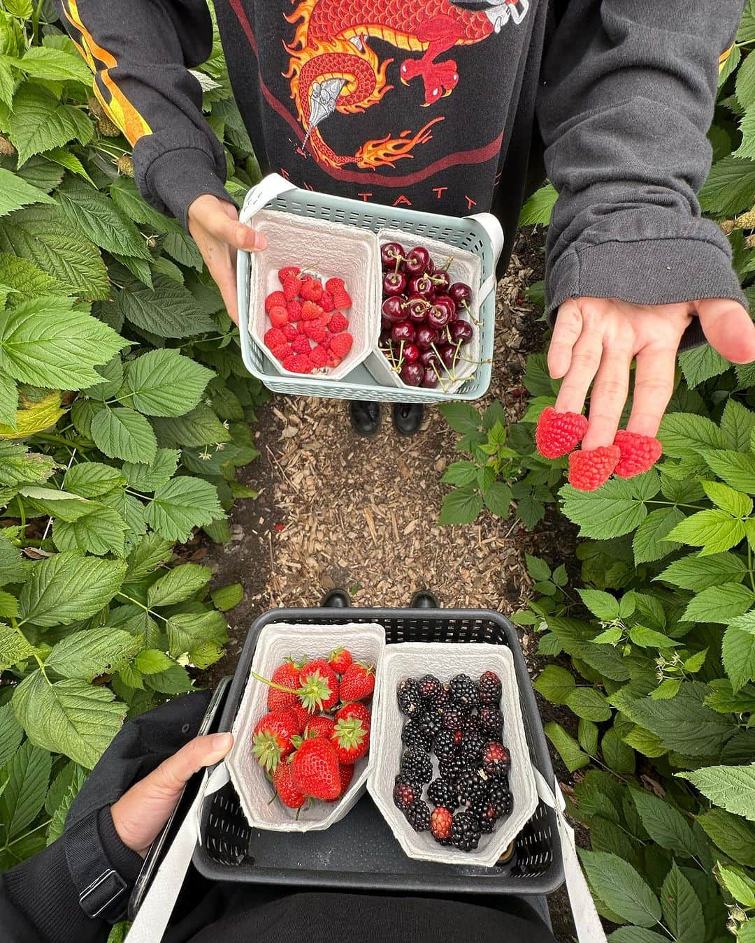 Amata Chittaseneeさんのインスタグラム写真 - (Amata ChittaseneeInstagram)「🍒🍓🍑 🍇picking fresh berries• @plukkerij_framblij_westland   พาเพื่อนๆมาเก็บผลไม้สดๆจากต้นในประเทศเนเธอร์แลนด์ค่ะ 🍓 ฤดูร้อนที่โซนยุโรปคือพีคสุด ผลไม้ตระกูล berry ออกกันเยอะมากเลยค่ะ 😍😍😍 รอบนี้แพรได้เก็บ strawberry, cherry , raspberry, red currents, Japanese vibe berry, blackberry และ blueberry 🫐ในสวนมีหลายโซนเลย มีโซนผลไม้เมล็ดแข็งเช่น Peach 🍑 Pear 🍐 Melon 🍈 โซนผักมี มะเขือเทศ 🍅 zucchini พริกหวาน 🫑แตงกวา eggplant 🍆  แต่ละวัน แต่ละอาทิตย์มีพืชผักผลไม้ที่แต่งต่างกัน ที่นี้เน้นการปลูกแบบ Bio สามารถกินสดๆโดยที่ไม่ต้องล้างน้ำได้เลย ไม่มีสารเคมี ครอบครัวพาลูกๆมาเก็บผลไม้กิน วิ่งเล่นกันสนุกสนาน  🍒🍑🍋🍅🍏🍐🍇🍊🍎🥦  สวนผลไม้ชื่อ Plukkerij Framblij ค่าเข้าคนละ 3 ยูโร เมื่อเก็บผลไม้แล้วก็นำมาจ่ายเงินคิดตามน้ำหนักของผลไม้ที่เก็บมา // เดินทางโดยรถไฟและรถเมล์ ดูรายละเอียดเพิ่มเติมที่นี้ https://plukkerijframblij.nl #pearypiegoesgreen #pearypiearoundtheworld #netherlands」7月24日 13時06分 - pearypie