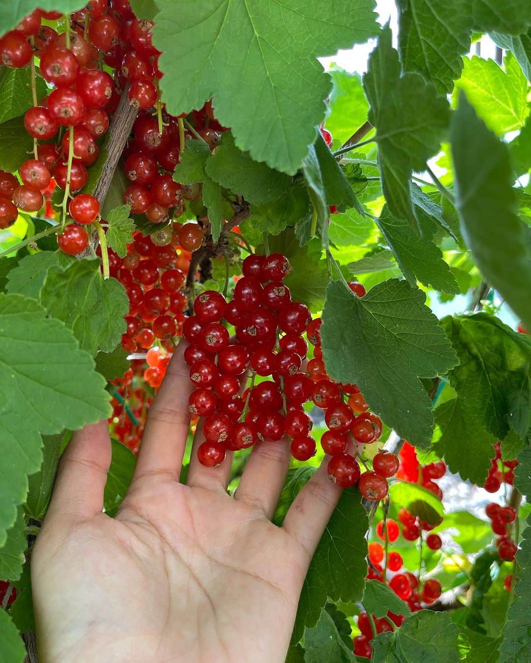 Amata Chittaseneeさんのインスタグラム写真 - (Amata ChittaseneeInstagram)「🍒🍓🍑 🍇picking fresh berries• @plukkerij_framblij_westland   พาเพื่อนๆมาเก็บผลไม้สดๆจากต้นในประเทศเนเธอร์แลนด์ค่ะ 🍓 ฤดูร้อนที่โซนยุโรปคือพีคสุด ผลไม้ตระกูล berry ออกกันเยอะมากเลยค่ะ 😍😍😍 รอบนี้แพรได้เก็บ strawberry, cherry , raspberry, red currents, Japanese vibe berry, blackberry และ blueberry 🫐ในสวนมีหลายโซนเลย มีโซนผลไม้เมล็ดแข็งเช่น Peach 🍑 Pear 🍐 Melon 🍈 โซนผักมี มะเขือเทศ 🍅 zucchini พริกหวาน 🫑แตงกวา eggplant 🍆  แต่ละวัน แต่ละอาทิตย์มีพืชผักผลไม้ที่แต่งต่างกัน ที่นี้เน้นการปลูกแบบ Bio สามารถกินสดๆโดยที่ไม่ต้องล้างน้ำได้เลย ไม่มีสารเคมี ครอบครัวพาลูกๆมาเก็บผลไม้กิน วิ่งเล่นกันสนุกสนาน  🍒🍑🍋🍅🍏🍐🍇🍊🍎🥦  สวนผลไม้ชื่อ Plukkerij Framblij ค่าเข้าคนละ 3 ยูโร เมื่อเก็บผลไม้แล้วก็นำมาจ่ายเงินคิดตามน้ำหนักของผลไม้ที่เก็บมา // เดินทางโดยรถไฟและรถเมล์ ดูรายละเอียดเพิ่มเติมที่นี้ https://plukkerijframblij.nl #pearypiegoesgreen #pearypiearoundtheworld #netherlands」7月24日 13時06分 - pearypie