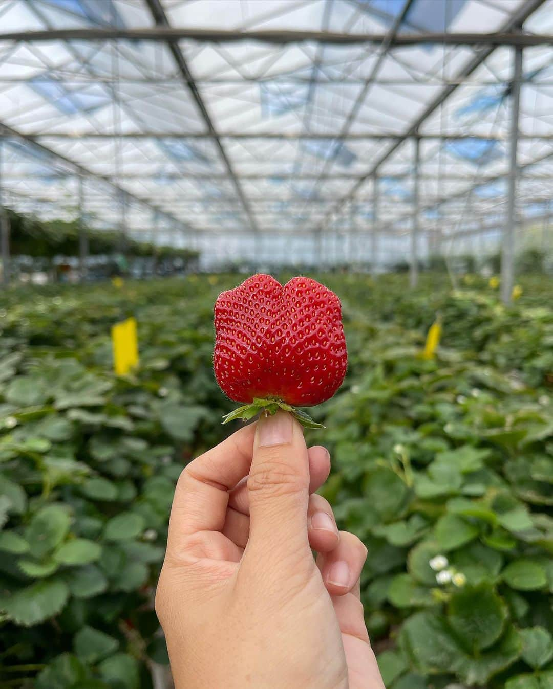 Amata Chittaseneeさんのインスタグラム写真 - (Amata ChittaseneeInstagram)「🍒🍓🍑 🍇picking fresh berries• @plukkerij_framblij_westland   พาเพื่อนๆมาเก็บผลไม้สดๆจากต้นในประเทศเนเธอร์แลนด์ค่ะ 🍓 ฤดูร้อนที่โซนยุโรปคือพีคสุด ผลไม้ตระกูล berry ออกกันเยอะมากเลยค่ะ 😍😍😍 รอบนี้แพรได้เก็บ strawberry, cherry , raspberry, red currents, Japanese vibe berry, blackberry และ blueberry 🫐ในสวนมีหลายโซนเลย มีโซนผลไม้เมล็ดแข็งเช่น Peach 🍑 Pear 🍐 Melon 🍈 โซนผักมี มะเขือเทศ 🍅 zucchini พริกหวาน 🫑แตงกวา eggplant 🍆  แต่ละวัน แต่ละอาทิตย์มีพืชผักผลไม้ที่แต่งต่างกัน ที่นี้เน้นการปลูกแบบ Bio สามารถกินสดๆโดยที่ไม่ต้องล้างน้ำได้เลย ไม่มีสารเคมี ครอบครัวพาลูกๆมาเก็บผลไม้กิน วิ่งเล่นกันสนุกสนาน  🍒🍑🍋🍅🍏🍐🍇🍊🍎🥦  สวนผลไม้ชื่อ Plukkerij Framblij ค่าเข้าคนละ 3 ยูโร เมื่อเก็บผลไม้แล้วก็นำมาจ่ายเงินคิดตามน้ำหนักของผลไม้ที่เก็บมา // เดินทางโดยรถไฟและรถเมล์ ดูรายละเอียดเพิ่มเติมที่นี้ https://plukkerijframblij.nl #pearypiegoesgreen #pearypiearoundtheworld #netherlands」7月24日 13時06分 - pearypie