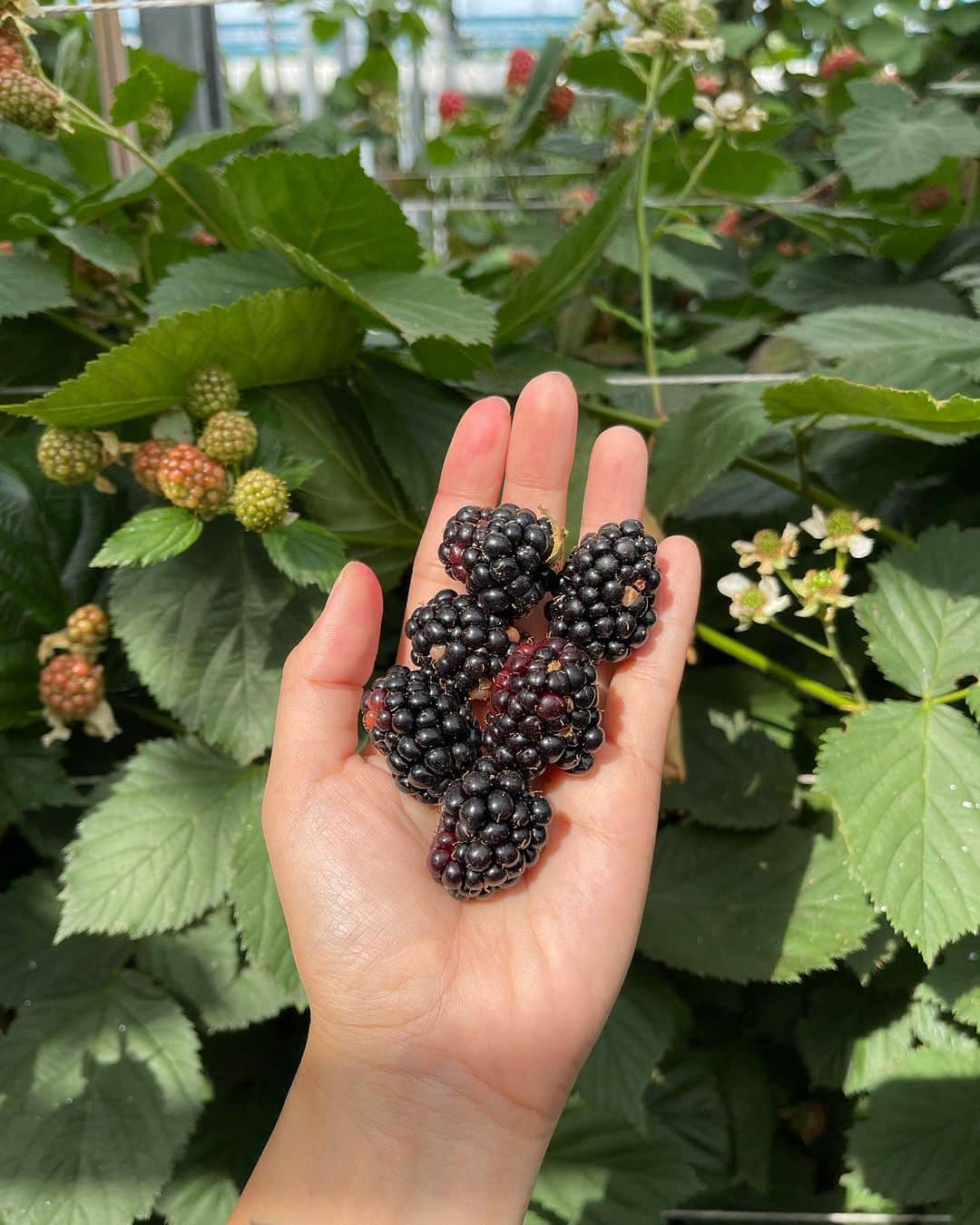 Amata Chittaseneeさんのインスタグラム写真 - (Amata ChittaseneeInstagram)「🍒🍓🍑 🍇picking fresh berries• @plukkerij_framblij_westland   พาเพื่อนๆมาเก็บผลไม้สดๆจากต้นในประเทศเนเธอร์แลนด์ค่ะ 🍓 ฤดูร้อนที่โซนยุโรปคือพีคสุด ผลไม้ตระกูล berry ออกกันเยอะมากเลยค่ะ 😍😍😍 รอบนี้แพรได้เก็บ strawberry, cherry , raspberry, red currents, Japanese vibe berry, blackberry และ blueberry 🫐ในสวนมีหลายโซนเลย มีโซนผลไม้เมล็ดแข็งเช่น Peach 🍑 Pear 🍐 Melon 🍈 โซนผักมี มะเขือเทศ 🍅 zucchini พริกหวาน 🫑แตงกวา eggplant 🍆  แต่ละวัน แต่ละอาทิตย์มีพืชผักผลไม้ที่แต่งต่างกัน ที่นี้เน้นการปลูกแบบ Bio สามารถกินสดๆโดยที่ไม่ต้องล้างน้ำได้เลย ไม่มีสารเคมี ครอบครัวพาลูกๆมาเก็บผลไม้กิน วิ่งเล่นกันสนุกสนาน  🍒🍑🍋🍅🍏🍐🍇🍊🍎🥦  สวนผลไม้ชื่อ Plukkerij Framblij ค่าเข้าคนละ 3 ยูโร เมื่อเก็บผลไม้แล้วก็นำมาจ่ายเงินคิดตามน้ำหนักของผลไม้ที่เก็บมา // เดินทางโดยรถไฟและรถเมล์ ดูรายละเอียดเพิ่มเติมที่นี้ https://plukkerijframblij.nl #pearypiegoesgreen #pearypiearoundtheworld #netherlands」7月24日 13時06分 - pearypie