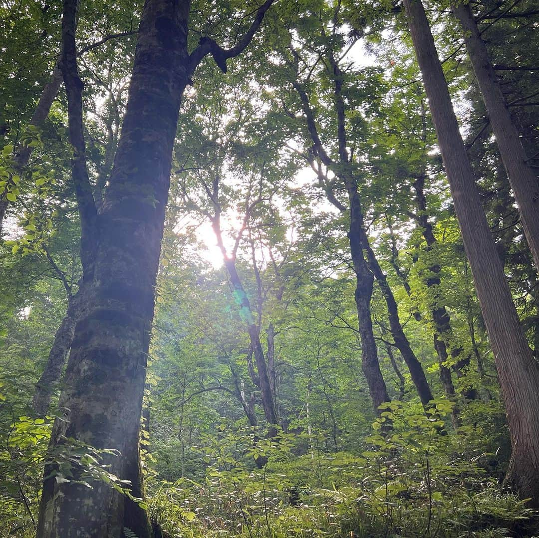 安田美沙子さんのインスタグラム写真 - (安田美沙子Instagram)「先日、家族で戸隠神社へ行ってまいりました✨  ずっと行ってみたかった。。 私と長男で行く！ と話したらパパは地元が近いらしく家族で行くことに。。  全てが初めてで、自然の偉大さに圧倒された。  手前からまわったけど奥社だけ、まずはアップします。  次男3歳半にして奥社の参道を元気に往復。  大したもんだ。  大人でも長い&たまに険しい道のりなのに。 今日は足が棒です。笑  樹齢何百年の杉があちらこちらに。。大先輩が沢山居て、なんて自分はちっぽけなんだと。  お参りも大切だけど道のりも大切。  忍者村は🥷行けなかったから、また行こうと約束しました。  #戸隠 #戸隠神社 #奥社 #高千穂も行きたい #奥社 #杉」7月24日 14時27分 - yasuda_misako