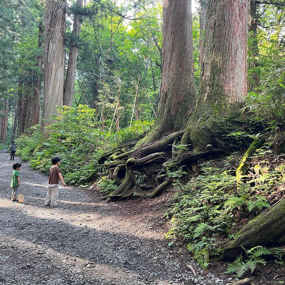 安田美沙子さんのインスタグラム写真 - (安田美沙子Instagram)「先日、家族で戸隠神社へ行ってまいりました✨  ずっと行ってみたかった。。 私と長男で行く！ と話したらパパは地元が近いらしく家族で行くことに。。  全てが初めてで、自然の偉大さに圧倒された。  手前からまわったけど奥社だけ、まずはアップします。  次男3歳半にして奥社の参道を元気に往復。  大したもんだ。  大人でも長い&たまに険しい道のりなのに。 今日は足が棒です。笑  樹齢何百年の杉があちらこちらに。。大先輩が沢山居て、なんて自分はちっぽけなんだと。  お参りも大切だけど道のりも大切。  忍者村は🥷行けなかったから、また行こうと約束しました。  #戸隠 #戸隠神社 #奥社 #高千穂も行きたい #奥社 #杉」7月24日 14時27分 - yasuda_misako