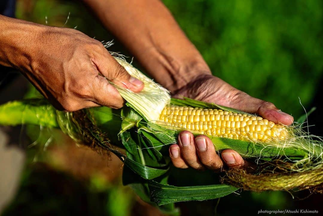 石川直宏さんのインスタグラム写真 - (石川直宏Instagram)「『いよいよ発送開始🌽』  7/20-21  収穫間近の"なおもろこし"を最終チェック🌽  あと3日くらいは我慢っ！ という事で初収穫とはならなかったけど、もいでかじって味の確認。  味は、、、 写真を見ての通りです😆  「これよ！これっ！！」  1年ぶりの再会👨🏽‍🌾🤝🌽 早く皆さんにも味わって笑顔になってもらいたい😊✨  明日7/25(火)から、順次発送予定です🗓️  お楽しみに♪  ⭐︎続報  ・飯綱町のふるさと納税でもこちらの"なおもろこし"ご注文　　開始しています。お世話になっている地域への還元🤝  ・8/12 19:00k/o v.s 京都 早朝収穫して、そのまま味スタへ。青赤パークにて販売も決定しました🔵🔴  詳しくはそれぞれのHPからご確認下さい！！  ※引き続きご注文受付中です🌽 インスタプロフィール欄に添付されているURLからHPをご覧下さい。  #NAOsFARM #NAOsFAsM2023 #みみずや @mimizuya.nagano  #とうもろこし #なおもろこし #なおもろこしゴールド #惚れるなおもろこし #Iizuna #飯綱 #Nagano #長野 #アスリートが化ける場 #農 #農業 #農ライフ #farm #farmer  #NAOsFARM農場長見習い から #NAOsFARM農場長 へ #NaohiroIshikawa #石川直宏  photo by Atsushi Kishimoto @k.atsushi96」7月24日 14時48分 - sgss.18