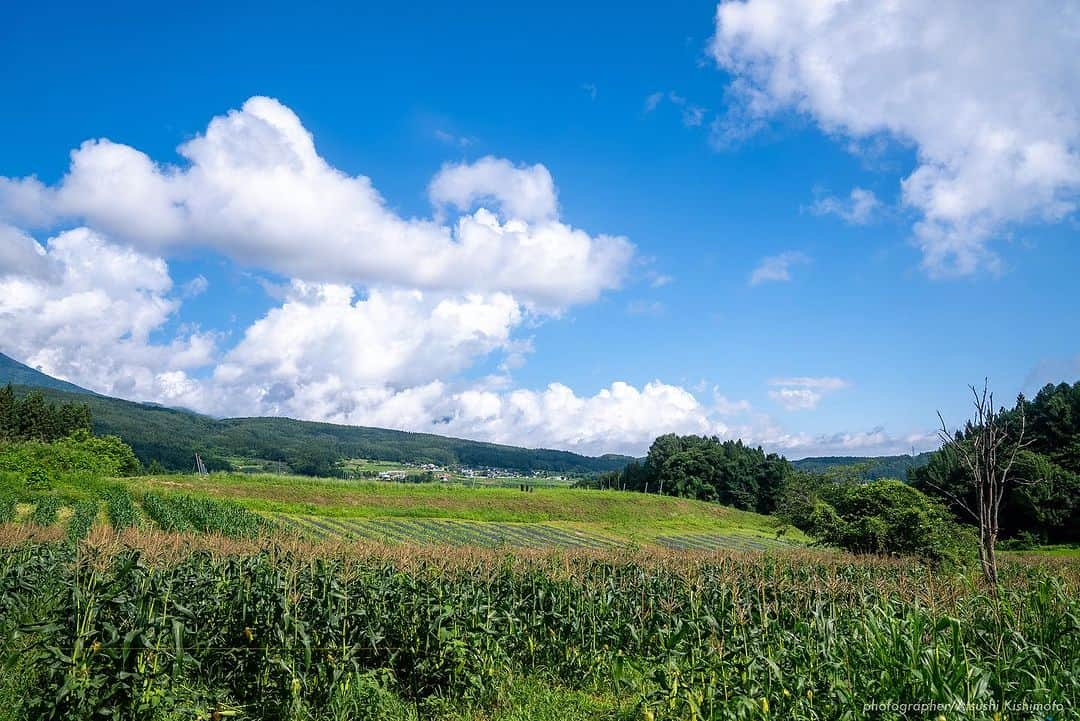 石川直宏さんのインスタグラム写真 - (石川直宏Instagram)「『いよいよ発送開始🌽』  7/20-21  収穫間近の"なおもろこし"を最終チェック🌽  あと3日くらいは我慢っ！ という事で初収穫とはならなかったけど、もいでかじって味の確認。  味は、、、 写真を見ての通りです😆  「これよ！これっ！！」  1年ぶりの再会👨🏽‍🌾🤝🌽 早く皆さんにも味わって笑顔になってもらいたい😊✨  明日7/25(火)から、順次発送予定です🗓️  お楽しみに♪  ⭐︎続報  ・飯綱町のふるさと納税でもこちらの"なおもろこし"ご注文　　開始しています。お世話になっている地域への還元🤝  ・8/12 19:00k/o v.s 京都 早朝収穫して、そのまま味スタへ。青赤パークにて販売も決定しました🔵🔴  詳しくはそれぞれのHPからご確認下さい！！  ※引き続きご注文受付中です🌽 インスタプロフィール欄に添付されているURLからHPをご覧下さい。  #NAOsFARM #NAOsFAsM2023 #みみずや @mimizuya.nagano  #とうもろこし #なおもろこし #なおもろこしゴールド #惚れるなおもろこし #Iizuna #飯綱 #Nagano #長野 #アスリートが化ける場 #農 #農業 #農ライフ #farm #farmer  #NAOsFARM農場長見習い から #NAOsFARM農場長 へ #NaohiroIshikawa #石川直宏  photo by Atsushi Kishimoto @k.atsushi96」7月24日 14時48分 - sgss.18