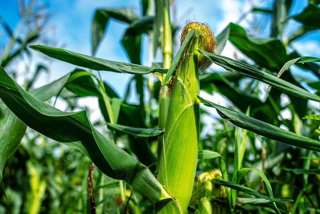 石川直宏さんのインスタグラム写真 - (石川直宏Instagram)「『いよいよ発送開始🌽』  7/20-21  収穫間近の"なおもろこし"を最終チェック🌽  あと3日くらいは我慢っ！ という事で初収穫とはならなかったけど、もいでかじって味の確認。  味は、、、 写真を見ての通りです😆  「これよ！これっ！！」  1年ぶりの再会👨🏽‍🌾🤝🌽 早く皆さんにも味わって笑顔になってもらいたい😊✨  明日7/25(火)から、順次発送予定です🗓️  お楽しみに♪  ⭐︎続報  ・飯綱町のふるさと納税でもこちらの"なおもろこし"ご注文　　開始しています。お世話になっている地域への還元🤝  ・8/12 19:00k/o v.s 京都 早朝収穫して、そのまま味スタへ。青赤パークにて販売も決定しました🔵🔴  詳しくはそれぞれのHPからご確認下さい！！  ※引き続きご注文受付中です🌽 インスタプロフィール欄に添付されているURLからHPをご覧下さい。  #NAOsFARM #NAOsFAsM2023 #みみずや @mimizuya.nagano  #とうもろこし #なおもろこし #なおもろこしゴールド #惚れるなおもろこし #Iizuna #飯綱 #Nagano #長野 #アスリートが化ける場 #農 #農業 #農ライフ #farm #farmer  #NAOsFARM農場長見習い から #NAOsFARM農場長 へ #NaohiroIshikawa #石川直宏  photo by Atsushi Kishimoto @k.atsushi96」7月24日 14時48分 - sgss.18