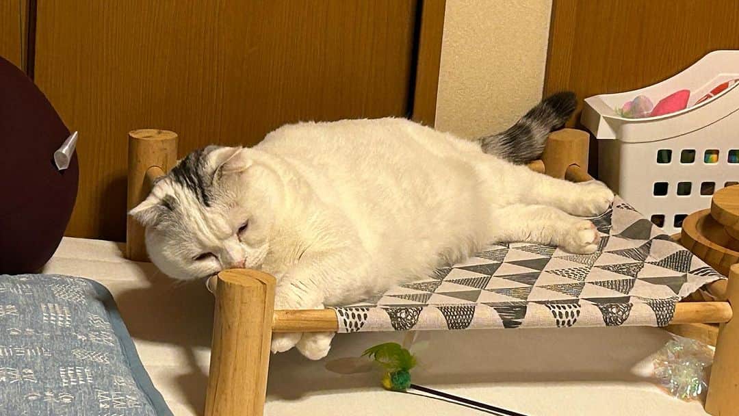 KAORUさんのインスタグラム写真 - (KAORUInstagram)「暑いねぇ🥵 皆さん、お気をつけてー🥹  #諭吉と幸来 #ゆきさく #猫のいる暮らし」7月24日 15時20分 - yukisaku_88