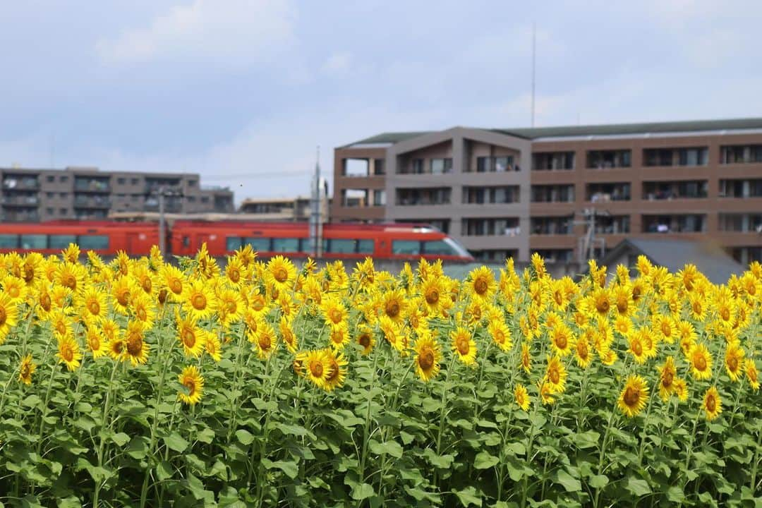 海老名市さんのインスタグラム写真 - (海老名市Instagram)「梅雨もようやく明け、夏本番！ 海老名市は真夏の日差しが照りつけます🌞  「#好きです海老名」に応募があった作品  タイトル：夏の思い出 場所：海老名市中新田 コメント：満開のひまわりと赤いロマンスカー。夏の海老名を駆け抜けます。 ※2021年8月撮影  📷 #好きです海老名 写真募集に、ぜひご応募ください！ 詳しくは、@ebina_officialのプロフィールより、公式サイトをご覧ください。 ご応募、お待ちしています！  #好きです海老名 #住みたい住み続けたいまち海老名 #海老名 #神奈川 #ebina #写真募集 #写真 #募集 #夏 #梅雨明け #ロマンスカー #ひまわり #花 #夏の思い出」7月24日 15時23分 - ebina_official