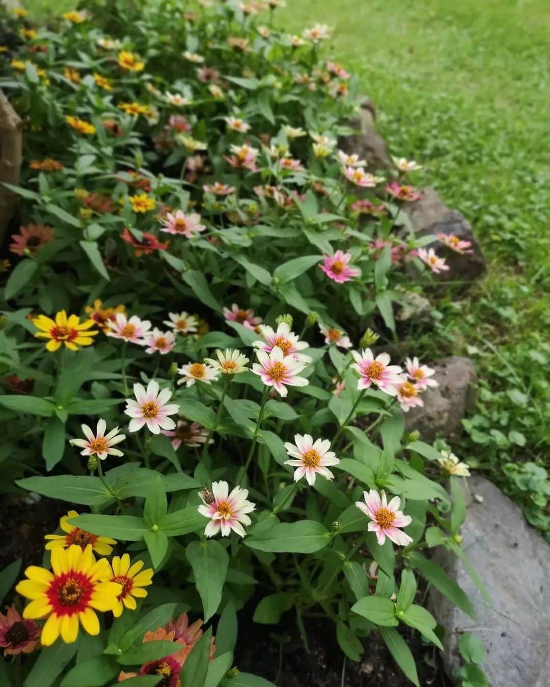 sho.candyさんのインスタグラム写真 - (sho.candyInstagram)「猛暑で 陽当たりも1番キツい場所に植えたジニアプロフュージョン🌱 ボリュームも出てきてました。 こんなに暑い中、 花をたくさんつけてくれる優秀なお花。 このビタミンカラーに いつも元気と癒やしをもらってます😊  @seedfun_sakata  #サカタのタネ#ジニアプロフュージョン#PR#sponsored#庭作り#庭#ガーデニング#garden#ガーデン#花のある暮らし#花#flower」7月24日 16時12分 - sho.candy