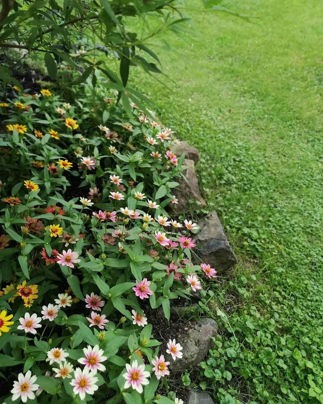sho.candyのインスタグラム：「猛暑で 陽当たりも1番キツい場所に植えたジニアプロフュージョン🌱 ボリュームも出てきてました。 こんなに暑い中、 花をたくさんつけてくれる優秀なお花。 このビタミンカラーに いつも元気と癒やしをもらってます😊  @seedfun_sakata  #サカタのタネ#ジニアプロフュージョン#PR#sponsored#庭作り#庭#ガーデニング#garden#ガーデン#花のある暮らし#花#flower」