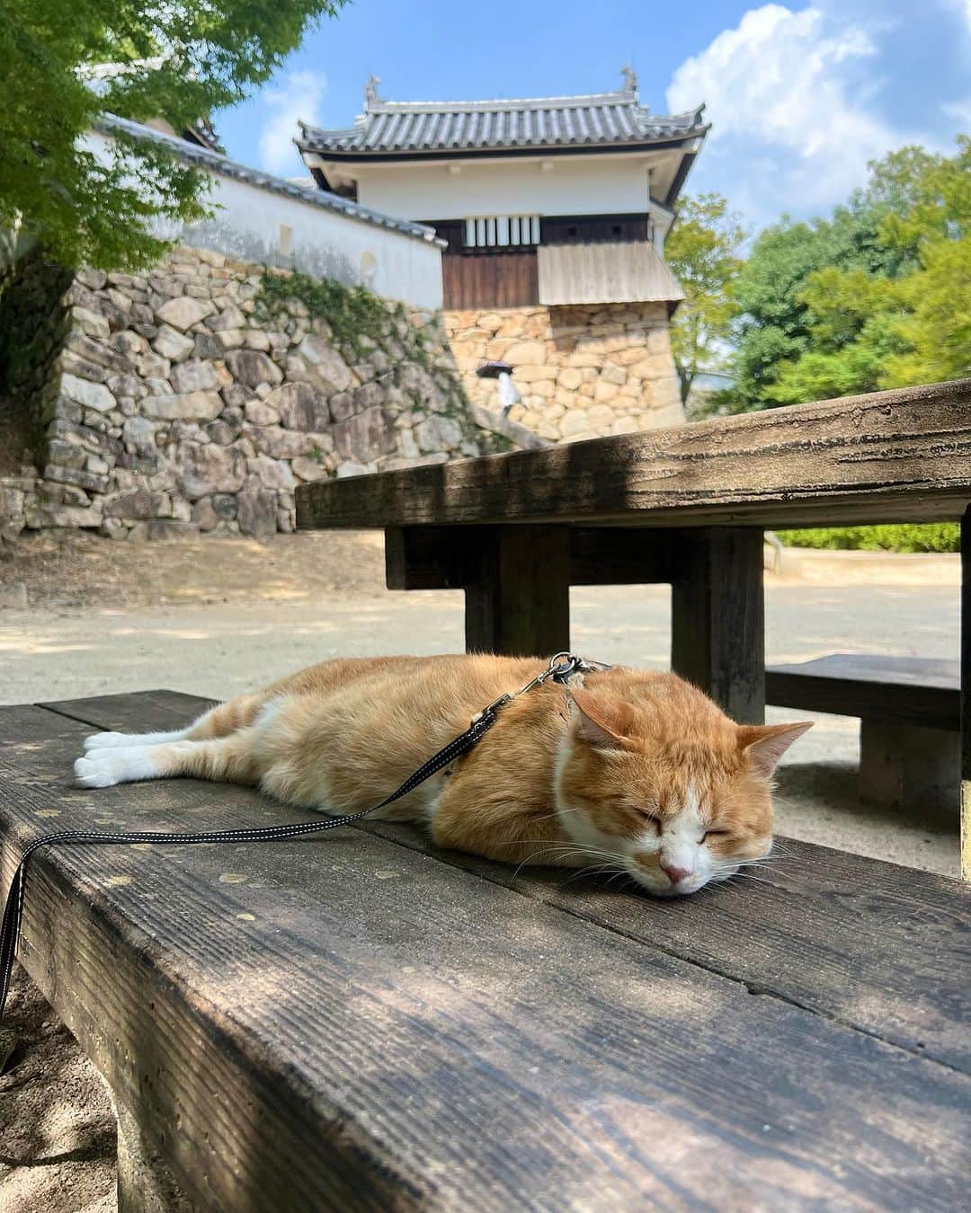 寺村美穂のインスタグラム：「#20230723 水泳教室後に標高132mにある松山城に連れて行ってもらい、猫城主さんじゅーろーにも会うことができました🐈🏯  人に慣れすぎていて、かわいすぎて、、癒されたぁ🥹  お城を眺めるよりもさんじゅーろーを眺める方が長かったかもしれないですが、、笑　大満足🧡  ぜひ皆さんも行ってみてください🤲🏻✨  #松山城 #標高132m  #猫城主さんじゅーろー」