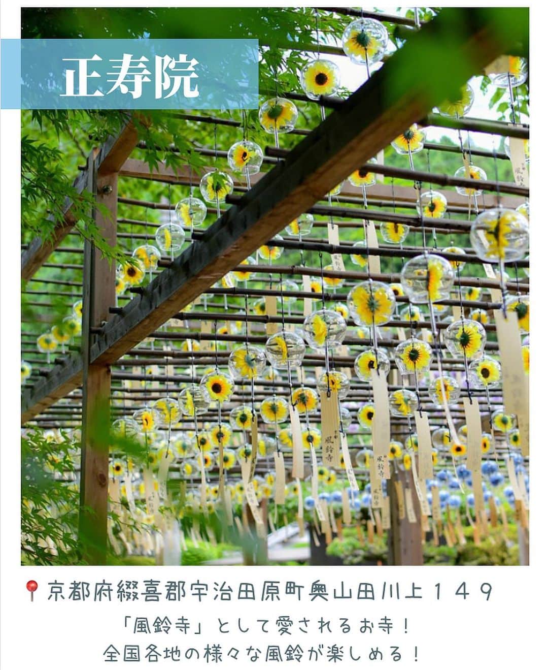 aumoさんのインスタグラム写真 - (aumoInstagram)「暑い日には涼しさを感じられる場所へおでかけしたくなりませんか？ 今回は、夏の風物詩「風鈴」を楽しめる全国のおすすめ風鈴スポットをご紹介します👏 . ぜひ保存して、お出かけの際に参考にしてみてください◎ . Credit : @takephoto.officialさん @yuzu.305さん @kotalunさん  素敵なお写真ありがとうございます😊 . . . あなたが撮影した写真に 「#aumo」をつけてください♪ あなたの投稿が明日紹介されるかもっ🌷 . . aumoアプリは毎日配信！お出かけや最新グルメなどaumo読者が気になる情報が満載♡ ダウンロードはプロフィールのURLから🌈 . . #aumo #アウモ #宝徳寺 #童学寺 #びわ湖の見える丘 #正寿院　#話題スポット #おすすめスポット #風鈴 #風鈴まつり #風鈴祭　#群馬観光　#徳島観光　#滋賀観光　#京都観光　#お寺巡り　#おでかけスポット #フォトスポット #インスタ映え #フォトジェニック #絶景スポット #ファインター越しの私の世界」7月24日 16時22分 - aumo.jp