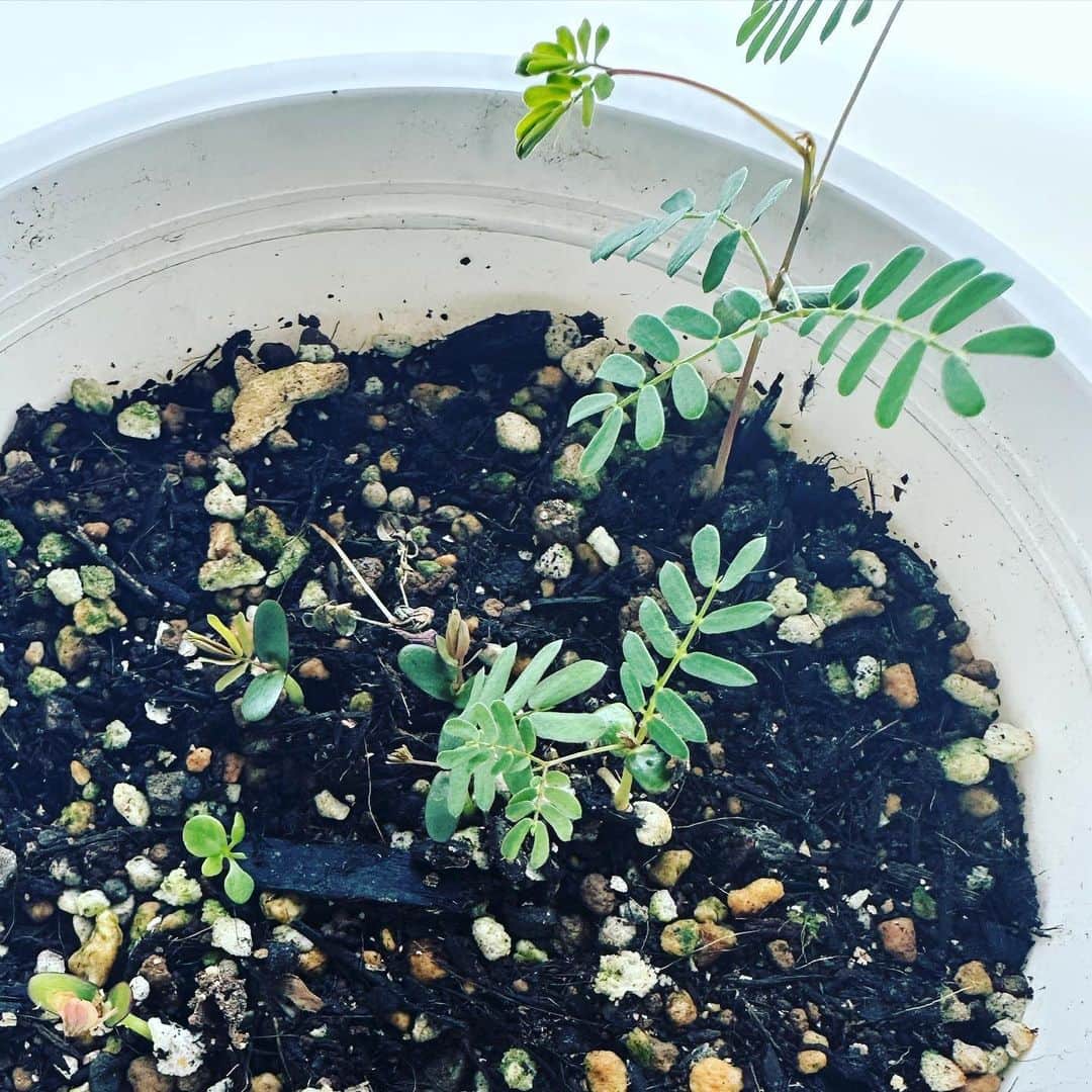 有吉弘行のインスタグラム：「ミモザ。 タネからやってます。知識無し。」
