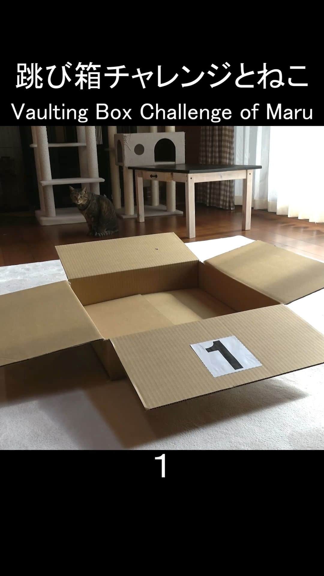 のインスタグラム：「跳び箱チャレンジなまるさん！ Vaulting Box Challenge of Maru!  #まる #猫 #チャレンジ #Maru #Cats」