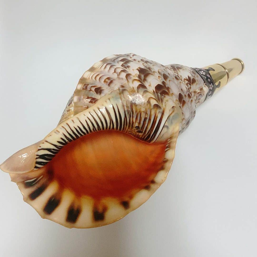 上田祥子さんのインスタグラム写真 - (上田祥子Instagram)「法螺貝を購入しました。過去世で山伏だった頃の記憶(?)がそうさせるのか、とにかく無性に欲しくなってしまいまして。修験者が魔除けや邪気祓い、猛獣除に使う事は良く知られていますが、そもそも法具として大陸で使われていたシャンク貝が日本では獲れないことから法螺貝が代用されるようになったのだとか。 まだ音は出せません。早く音の振動による音魂を感じたく、大ボラ吹きになれるよう精進したいと思います。 #法螺貝 #ほらがい  #期待以上に大きかった  #縄文とも繋がれるそうです」7月24日 17時51分 - uedasachikoinsta