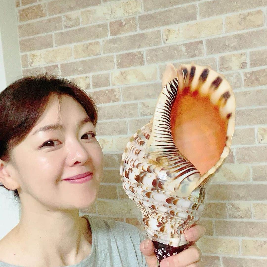 上田祥子さんのインスタグラム写真 - (上田祥子Instagram)「法螺貝を購入しました。過去世で山伏だった頃の記憶(?)がそうさせるのか、とにかく無性に欲しくなってしまいまして。修験者が魔除けや邪気祓い、猛獣除に使う事は良く知られていますが、そもそも法具として大陸で使われていたシャンク貝が日本では獲れないことから法螺貝が代用されるようになったのだとか。 まだ音は出せません。早く音の振動による音魂を感じたく、大ボラ吹きになれるよう精進したいと思います。 #法螺貝 #ほらがい  #期待以上に大きかった  #縄文とも繋がれるそうです」7月24日 17時51分 - uedasachikoinsta