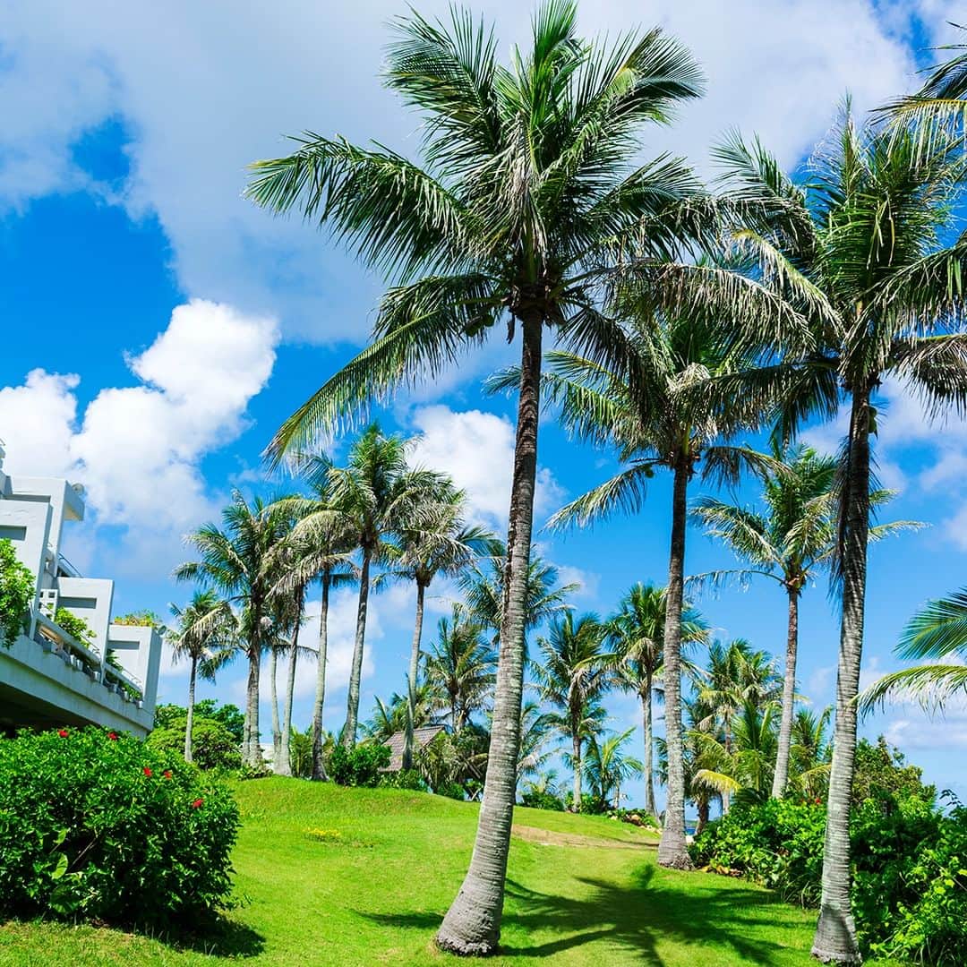 ホテルムーンビーチさんのインスタグラム写真 - (ホテルムーンビーチInstagram)「7月13日、パームツリーの散歩道。 青い空の下、青い海を眺めながらお散歩できる気持ちのいい遊歩道です。  July 13, Palm Tree Walk. A pleasant promenade for a walk under blue skies and with a view of the blue ocean.  #ザムーンビーチミュージアムリゾート #ムーンビーチ #リゾート #沖縄 #沖縄観光 #沖縄ビーチ #沖縄旅行 #恩納村 #沖縄好き #沖縄リゾートホテル #沖縄好きな人と繋がりたい #旅行好きな人と繋がりたい #リゾート好きな人と繋がりたい #旅行 #japan #okinawa #themoonbeachmuseumresort #okinawabeach #okinawatrip #onnason #visitjapanjp #moonbeach #okinawahotel」7月24日 18時05分 - themoonbeachmuseumresort