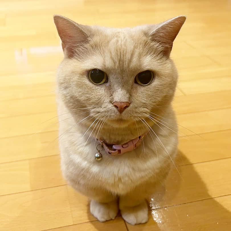 yuriyuri4mamaのインスタグラム：「🐱のおめめってほんとに不思議 明るさももちろんだけど好奇心もすごく関係してくる👀✨✨ わたしはこんなふうな黒目100%が特に大好き❤  I love her big dark eyes.  #マンチカン#munchkin#まいるんち#まいる#ココ#ピアス#じゅじゅ#juju#茶トラ#猫 #love#lol#instagood#9gag#catstagram#cutecat#cutecats#cat_of_instagram#instacat#instacats#amazing#短足#pet#癒し」