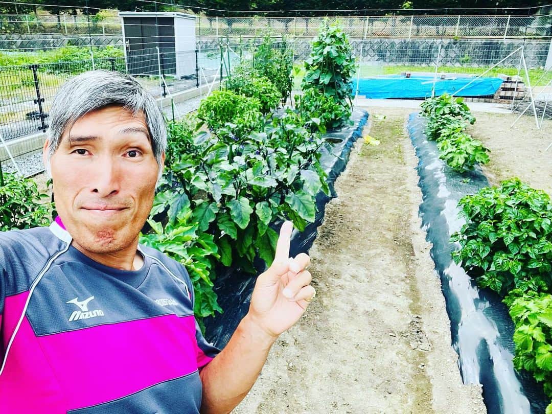 篠原信一のインスタグラム：「毎日この量が…💦 来年は植える量を考えないと…💦 きゅうりは！きゅうりのキューちゃんにして保存しないと😅 #家庭菜園  #毎日 #毎日野菜」