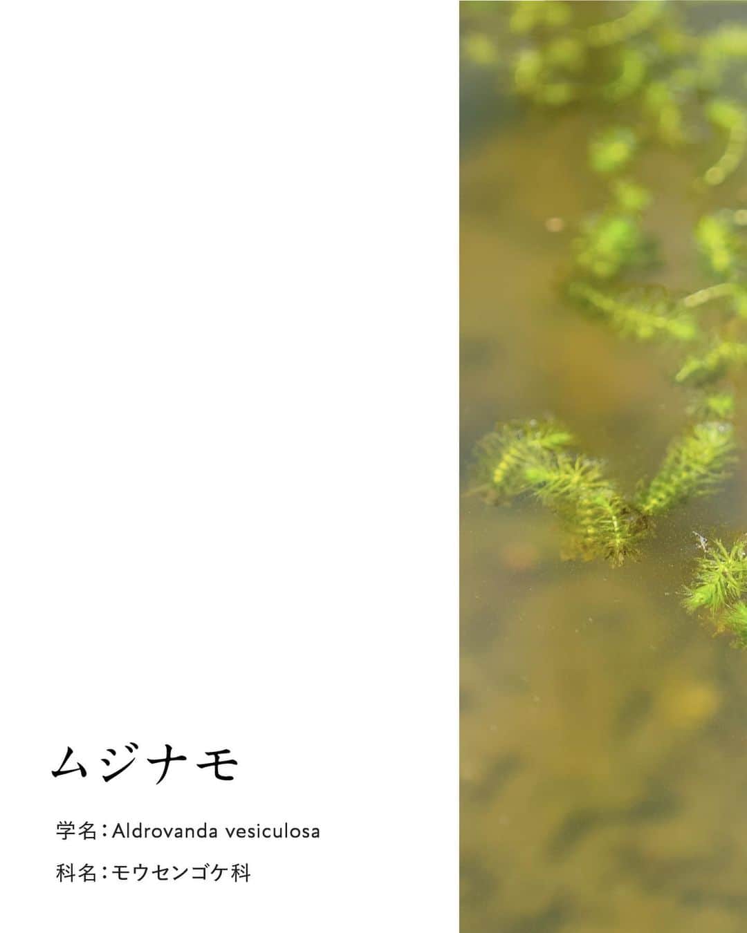 botanist officialさんのインスタグラム写真 - (botanist officialInstagram)「【博士の愛した植物図鑑 #ムジナモ 】 日本を代表する植物博士である、牧野富太郎博士のエピソードと共に植物を紹介する #博士の愛した植物図鑑 🌿  今日は『ムジナモ』をご紹介✍️ 日本では牧野博士が初めて発見し、和名を付けた植物です。  詳しくは、画像をスワイプしてチェック💡  from 牧野植物園にて、植物図鑑を配信中。 #博士の愛した植物図鑑 ハッシュタグから他の投稿も是非チェックしてみてね♪  #BOTANISTfrom牧野植物園 #BOTANIST #ボタニスト #botanicalbeauty」7月24日 18時30分 - botanist_official