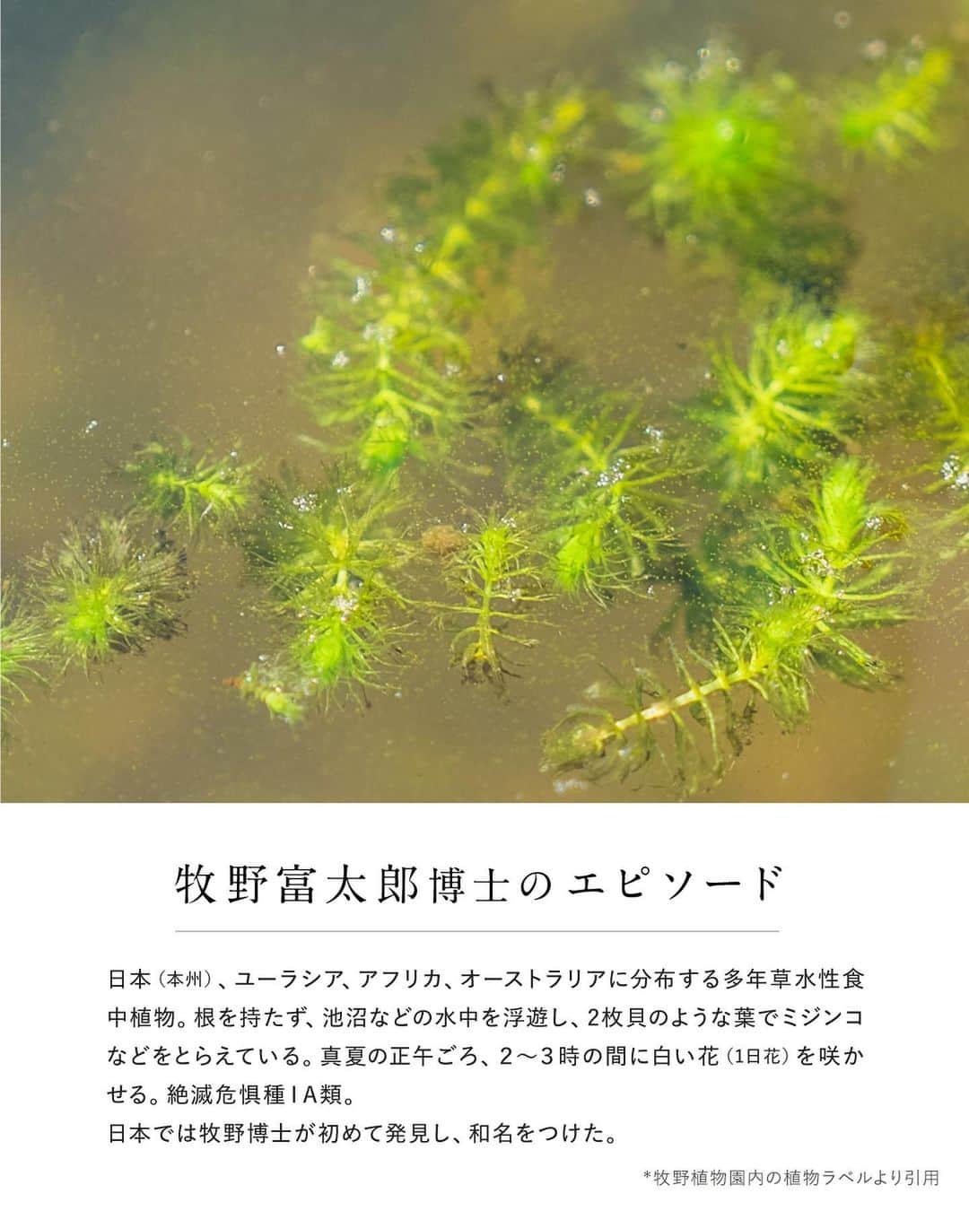 botanist officialさんのインスタグラム写真 - (botanist officialInstagram)「【博士の愛した植物図鑑 #ムジナモ 】 日本を代表する植物博士である、牧野富太郎博士のエピソードと共に植物を紹介する #博士の愛した植物図鑑 🌿  今日は『ムジナモ』をご紹介✍️ 日本では牧野博士が初めて発見し、和名を付けた植物です。  詳しくは、画像をスワイプしてチェック💡  from 牧野植物園にて、植物図鑑を配信中。 #博士の愛した植物図鑑 ハッシュタグから他の投稿も是非チェックしてみてね♪  #BOTANISTfrom牧野植物園 #BOTANIST #ボタニスト #botanicalbeauty」7月24日 18時30分 - botanist_official
