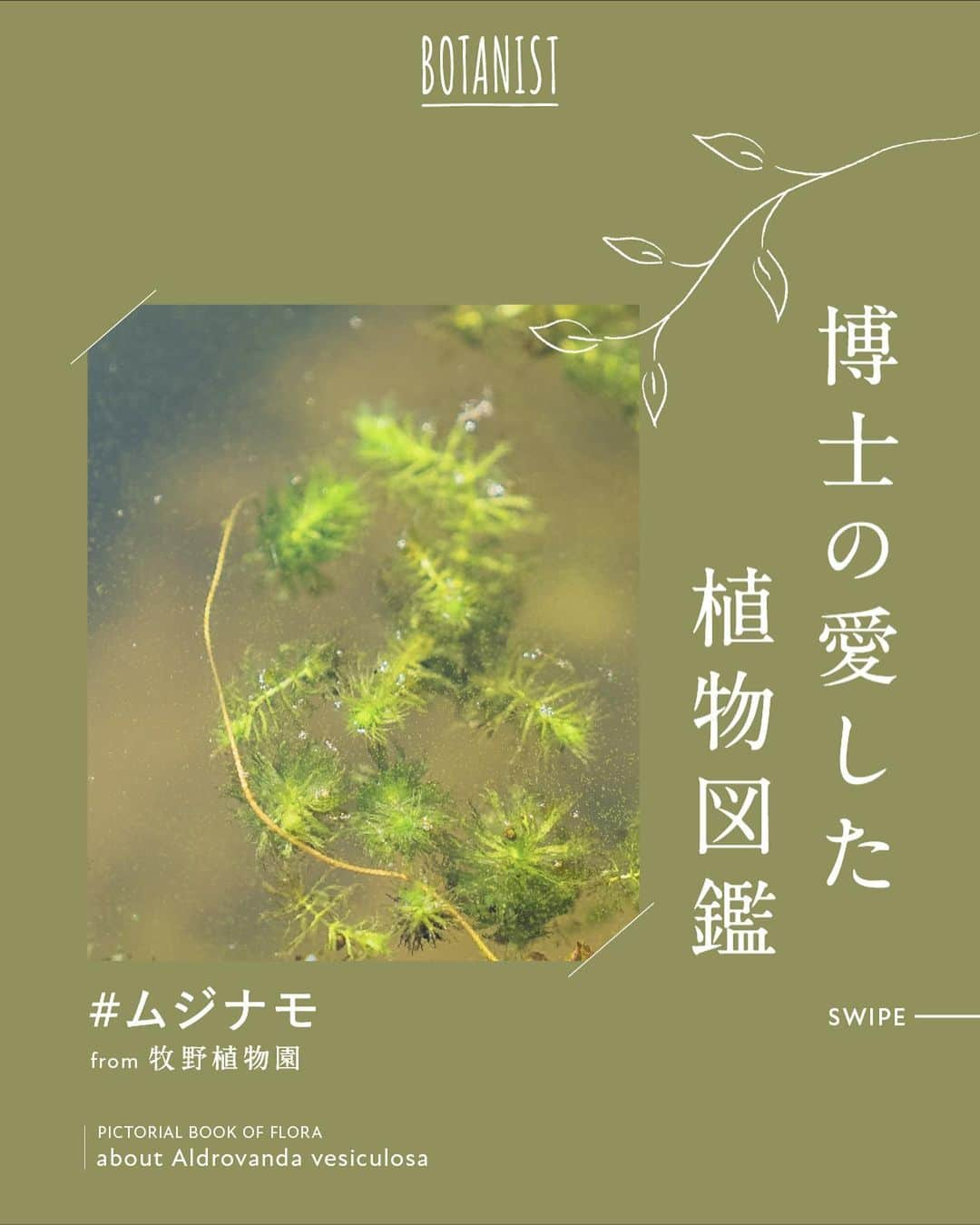 botanist officialのインスタグラム：「【博士の愛した植物図鑑 #ムジナモ 】 日本を代表する植物博士である、牧野富太郎博士のエピソードと共に植物を紹介する #博士の愛した植物図鑑 🌿  今日は『ムジナモ』をご紹介✍️ 日本では牧野博士が初めて発見し、和名を付けた植物です。  詳しくは、画像をスワイプしてチェック💡  from 牧野植物園にて、植物図鑑を配信中。 #博士の愛した植物図鑑 ハッシュタグから他の投稿も是非チェックしてみてね♪  #BOTANISTfrom牧野植物園 #BOTANIST #ボタニスト #botanicalbeauty」