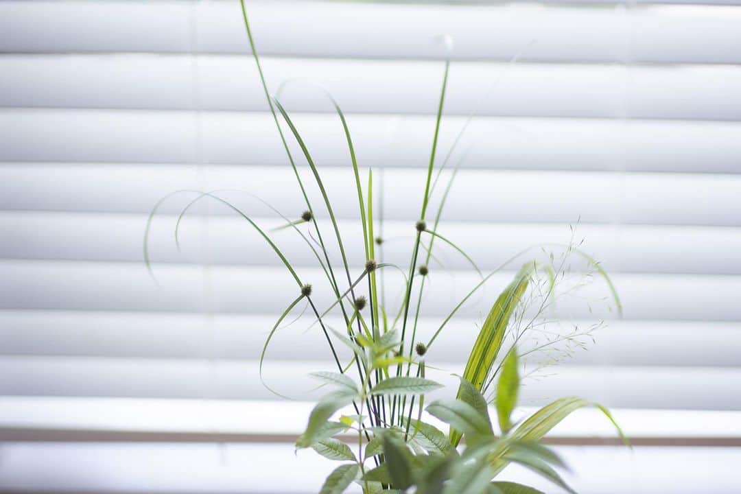 のインスタグラム：「庭から野草とハーブ🌿  #nao1223garden」