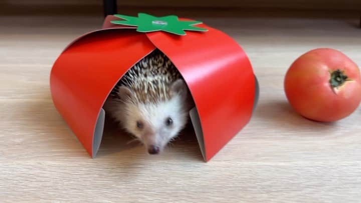 ラド&ティンクのインスタグラム：「Tomato🍅  model ： Liam  スーパーで配られてたトマトの紙帽子。 ハリちゃんサイズにぴったり🍅🍅  プチトマトと普通のトマトと並べてみたよ❤️  #はりねずみのリアム #ホルネル症候群 #はりねずみ #ハリネズミ #針鼠 #igersjp #pecotv #hedgehog #hedgie」