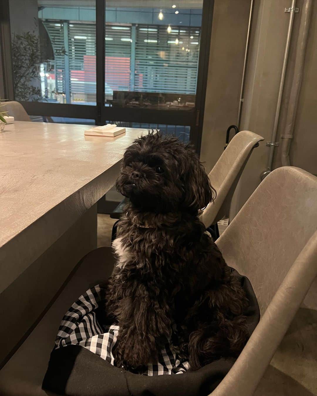 神部美咲のインスタグラム：「みみちゃん🐶🖤」