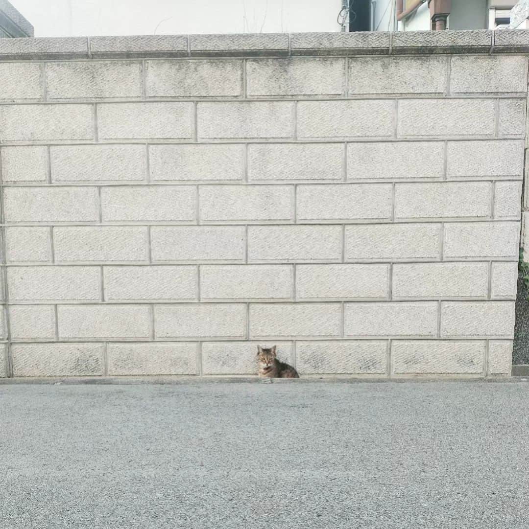 makicocomoのインスタグラム：「トコ、今日はお向かいさんちの溝。  #cat #catstagram #ねこ」