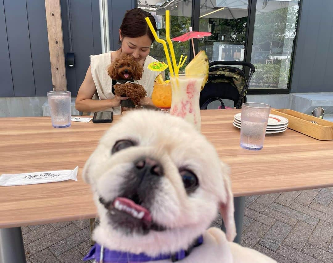 有田優理香さんのインスタグラム写真 - (有田優理香Instagram)「🥞  左山さんと念願の犬会🥹💜  やっと会えたもかちゃん🐶 表情豊かでとってもキュート！ 癒されました〜💓  ぺいちゃんも美女と美犬にダブルで大興奮でした🤣 椅子の下からフゴフゴともかちゃんを見つめておりました。 そして相手にされない、、笑  同い年の選手の活躍は励みになるっ👏 新シーズンもぺいちゃんとともに応援してます💪⚽️ またいきましょう！🥰  #sanfrecce #サンフレッチェ広島レジーナ #エッグスンシングス #ゲートパーク広島 #シミントひろしま #pekingese #toypoodle #犬会」7月24日 22時16分 - yurikaa0624