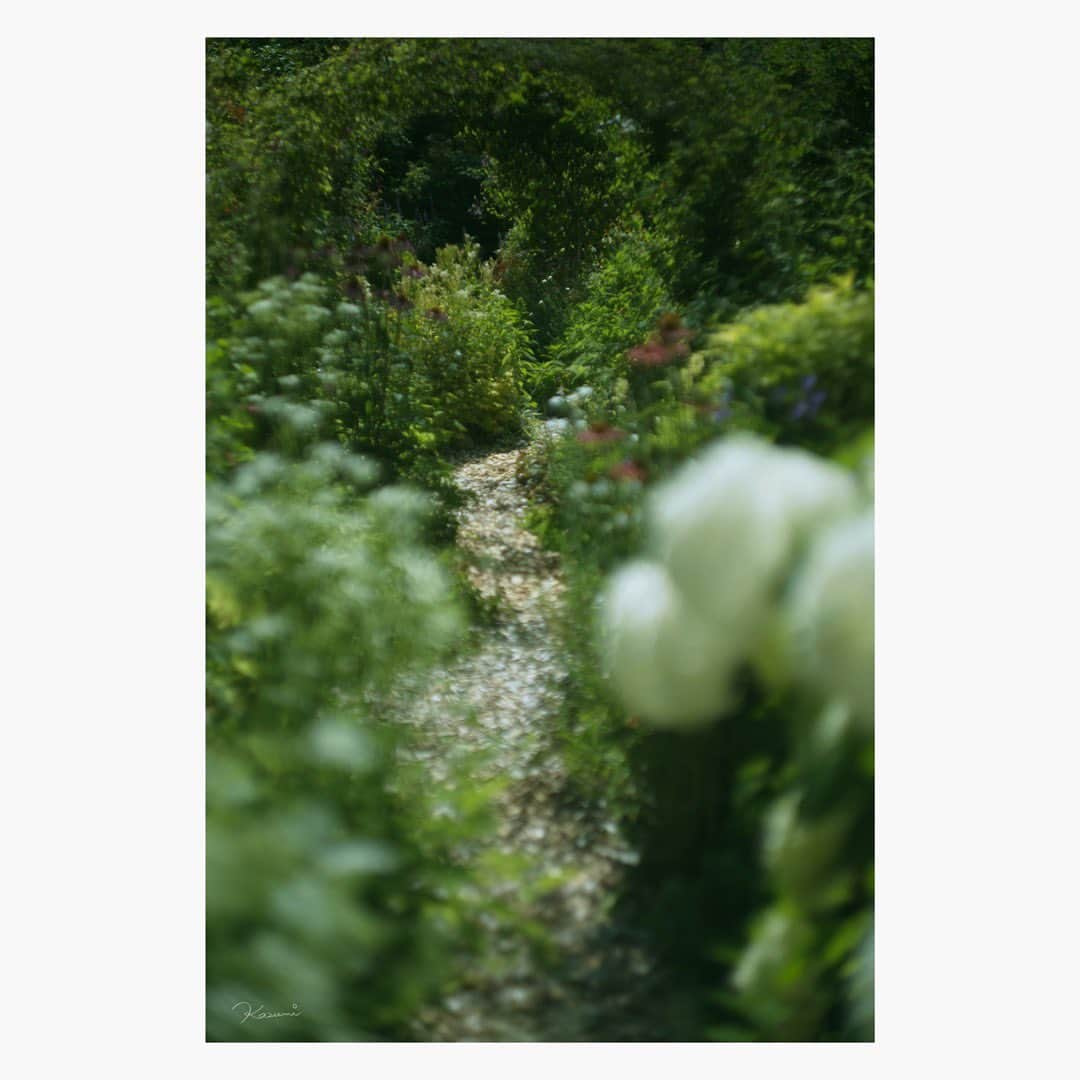 花澄さんのインスタグラム写真 - (花澄Instagram)「「秘密の花園 2023」 Leica M10-P summarit 50mm f1.5  #leica#leicam10p#summarit#oldlens#オールドレンズ#tokyo#japan#oldlens_tokyo#花澄#kazumiphotography」7月24日 22時26分 - textisan