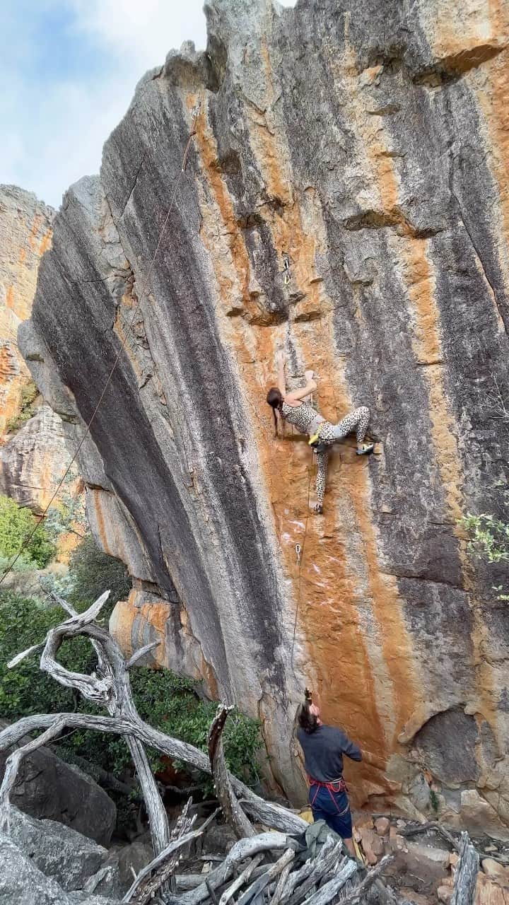 ペイジー・クラッセンのインスタグラム：「✅ Legacy 14d/V14  Three mornings of mini traxing + one day with a belay from Arjan. Despite the insecure razor crimps, I had quite a pleasant experience on this line, with some peaceful hours spent sussing through beta details alone while the birds chirped. It’s thin, it’s hard, and I’m not sure if it’s a boulder or a route. Three very hard moves off the deck lead to 12d climbing. Either way, nice to apply myself to something that I wasn’t sure I’d have the strength for when I arrived.  👟: @lasportivana (left miura vs and right skwama) 🪢: @maximropes ✊: @physivantage 💪: @kilterboard 🤵‍♂️: @arjandekock 👩‍🍼: Ouma @dittarenskede」
