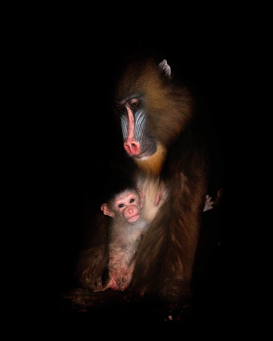 Joel Sartoreさんのインスタグラム写真 - (Joel SartoreInstagram)「A female mandrill and her infant pose for an intimate portrait @gladysporterzoo. Mandrills usually give birth to just one baby, which is born with the ability to immediately open its eyes and cling tightly to mom’s belly. At just two months old, infants will begin to lose their baby hair as their adult coat starts to grow in. Offspring will stay close to their mothers until she gives birth to her next baby, at which point she will push older offspring away and turn her full attention toward caring for her newborn.  #mandrill #baby #primate #mammal #animal #wildlife #photography #animalphotography #wildlifephotography #studioportrait #PhotoArk @insidenatgeo」7月24日 22時46分 - joelsartore