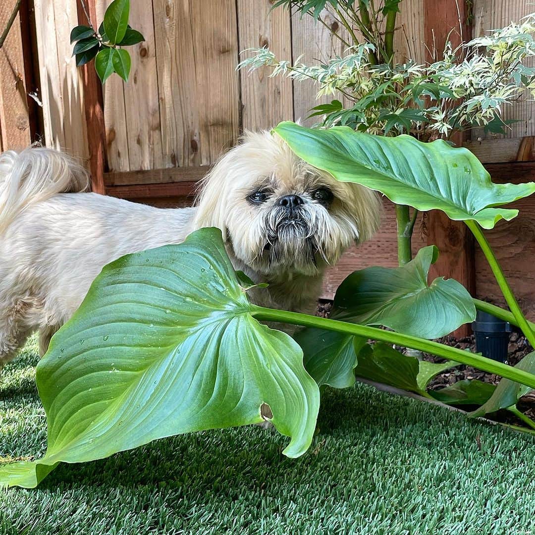 Dougie the Shih Tzuのインスタグラム：「Weekend warrior.」