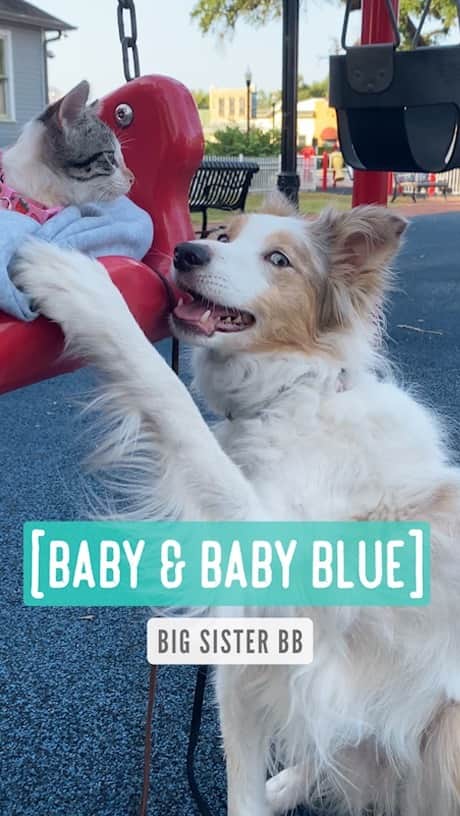 のインスタグラム：「Baby & Baby Blue (BB) BB is not as comfortable with our foster kittens as Phoebe is. But she engages with them the way she enjoys.」