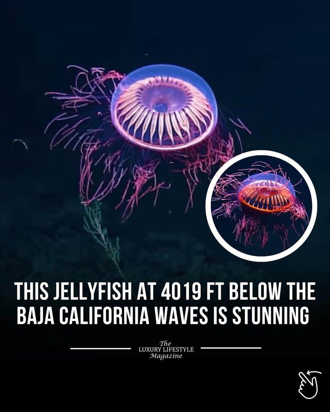 The Luxury Lifestyle Magazineさんのインスタグラム写真 - (The Luxury Lifestyle MagazineInstagram)「Scientists on the Exploration Vehicle Nautilus found a rare jellyfish called Halitrephes maasi. It was amazing because the jellyfish created a stunning fireworks-like display at a depth of 4,000 feet under the ocean near Baja California, Mexico.  The research ship is equipped with advanced technology to explore this mostly unknown area. They collect important information about deep-sea life and rocks, and they might even find new species. The mission is led by a famous deep-sea explorer named Robert Ballard, and their goal is to learn more about the deep ocean and encourage more scientific exploration.  Video: @nautiluslive」7月24日 23時20分 - luxurylifestylemagazine